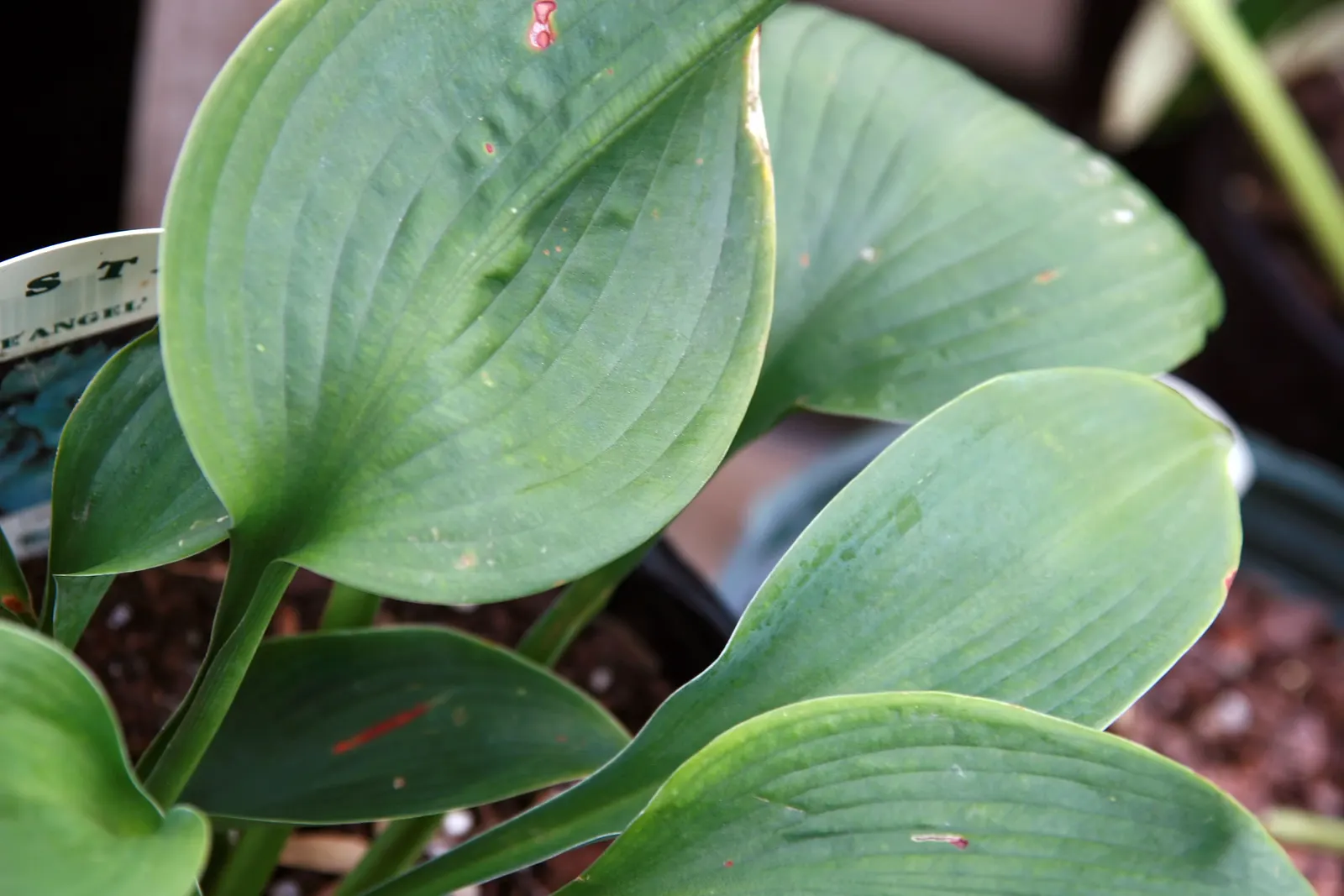 Blue Angel Hosta (Hosta 'Blue Angel') — growing at a moderate rate.<br><br>Its leaves are a striking powdery blue