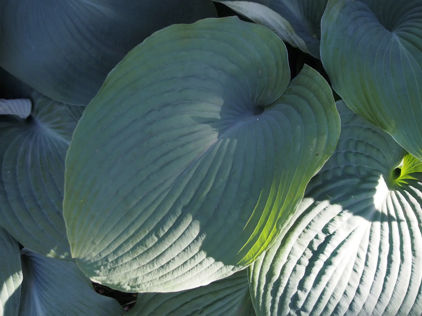 Blue Angel Hosta (Hosta 'Blue Angel') — This shade-tolerant perennial showcases tall stems of white, bell-shaped flowers in summer
