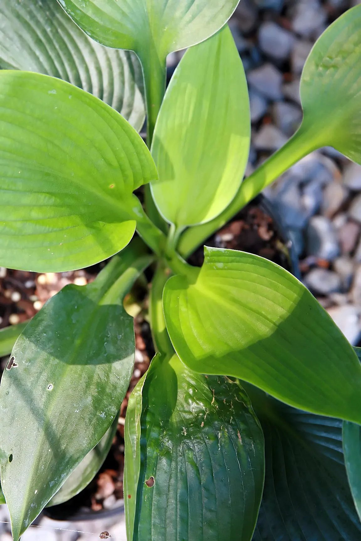 Blue Angel Hosta (Hosta 'Blue Angel') — which maintain their vibrant hue throughout the growing season