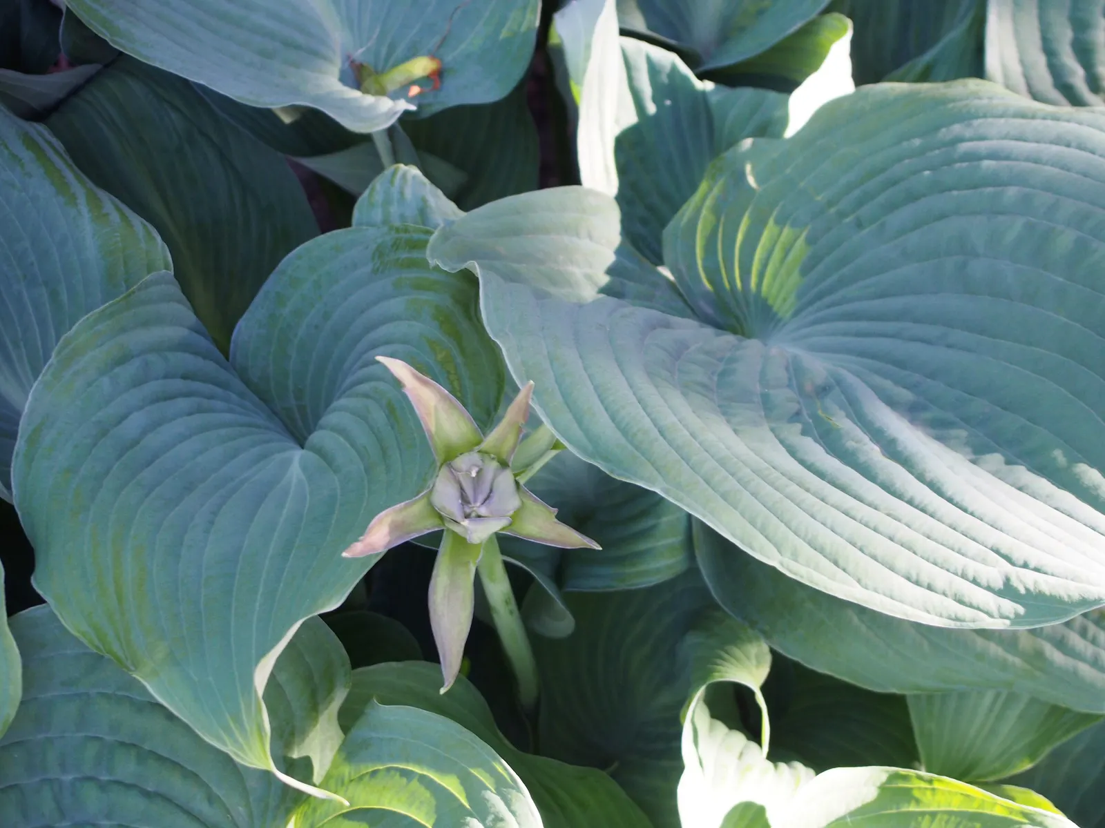 Blue Angel Hosta (Hosta 'Blue Angel') — mounded display up to 36 inches tall and 48 inches wide