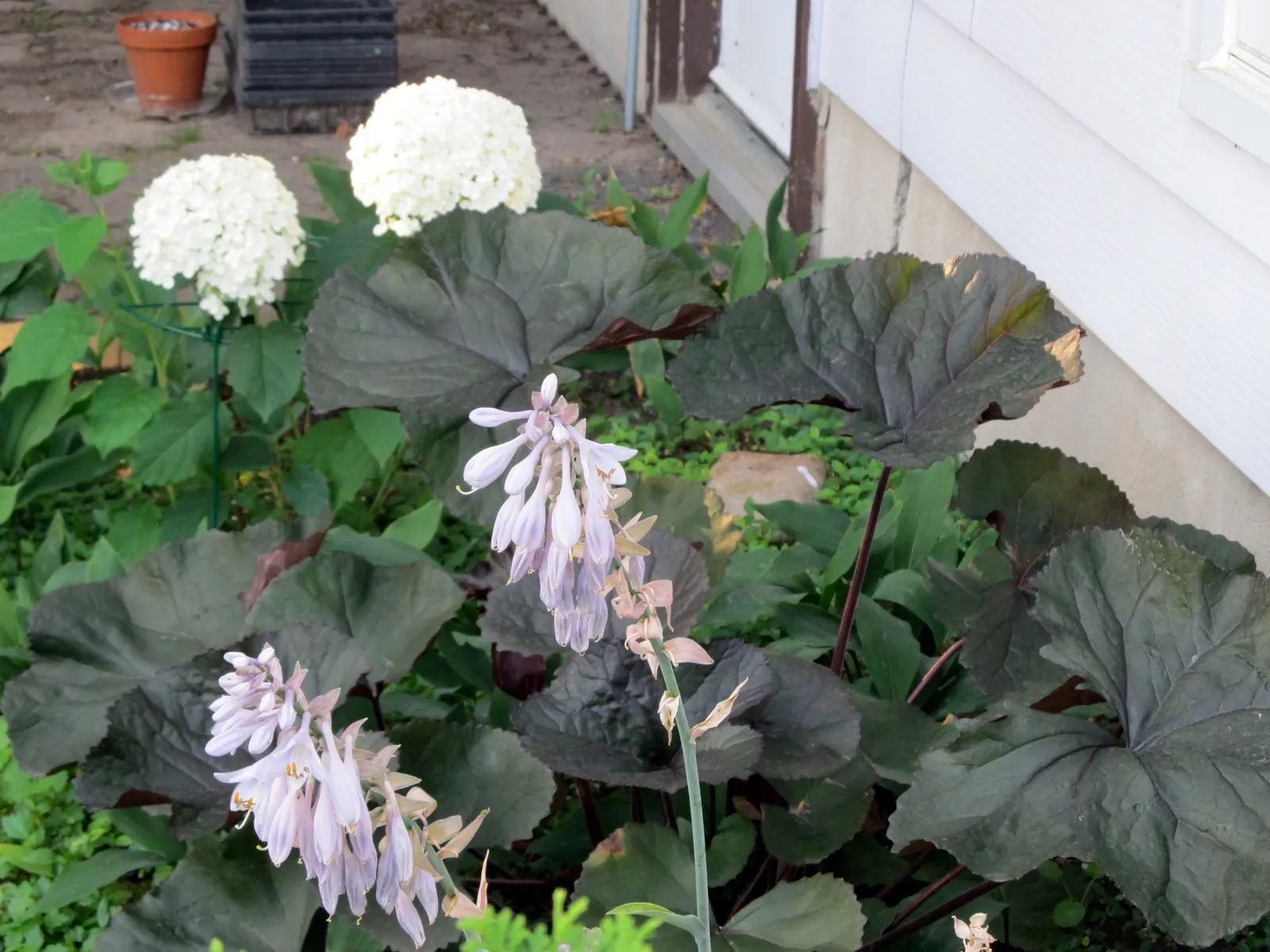 Blue Angel Hosta (Hosta 'Blue Angel') — textural presence to shaded gardens and requires minimal maintenance