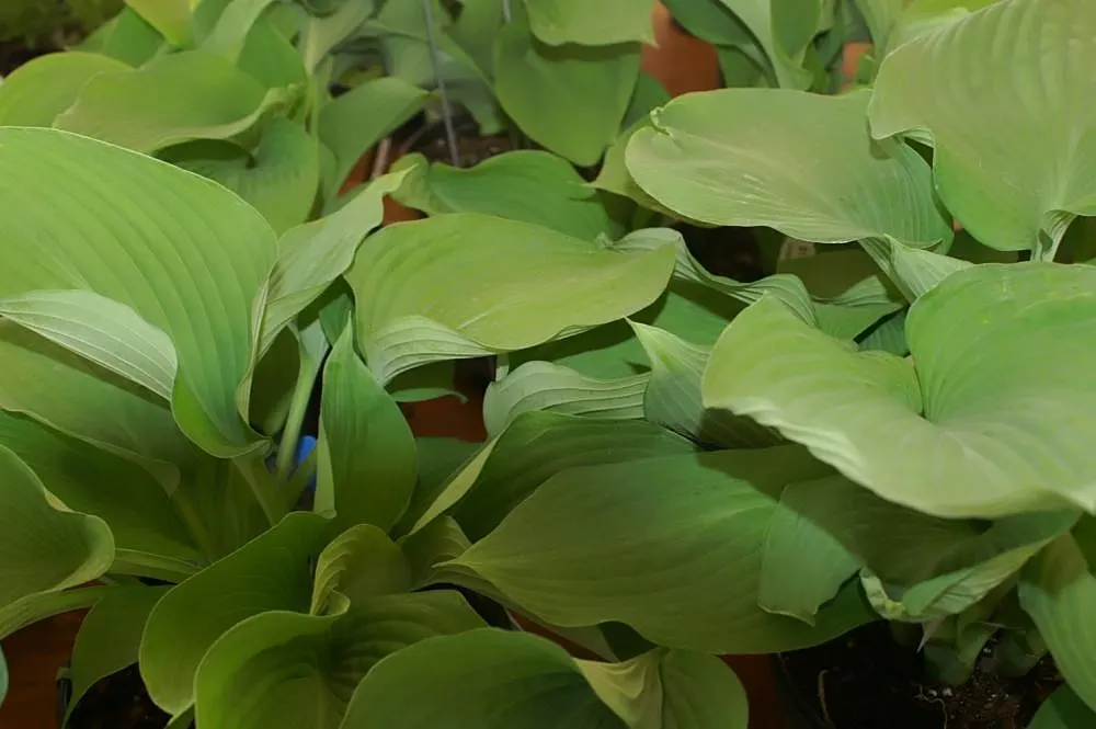Blue Angel Hosta (Hosta 'Blue Angel') — though it may take several years to achieve its full size