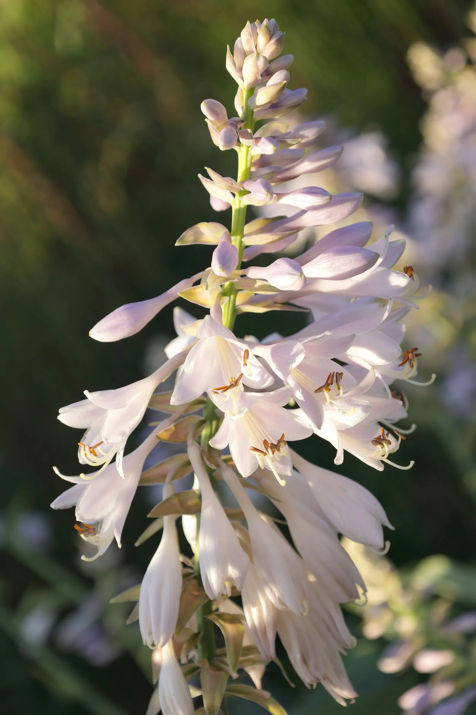 Blue Angel Hosta (Hosta 'Blue Angel') — heart-shaped foliage and its ability to thrive in shaded areas of the garden