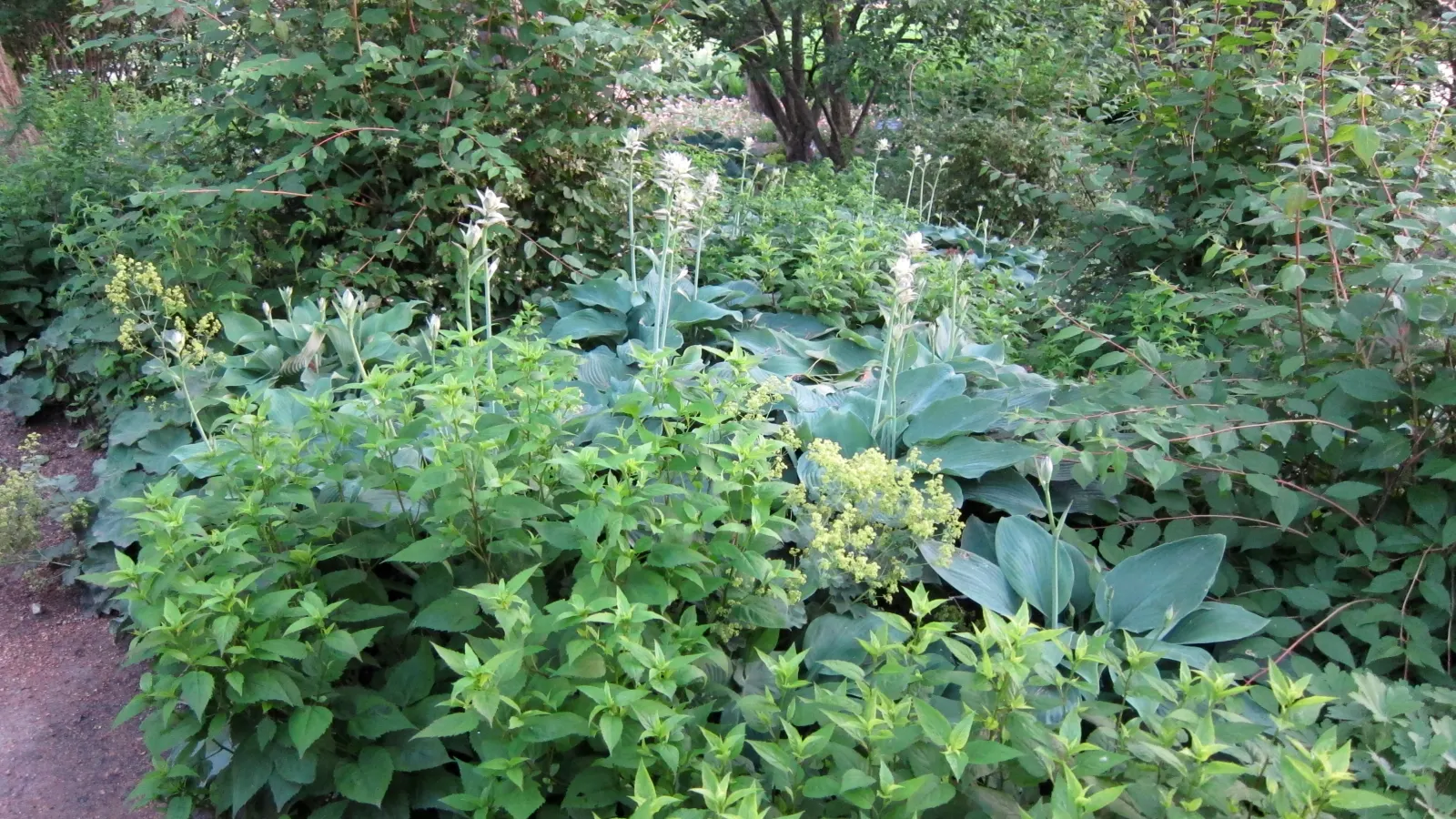 Blue Angel Hosta (Hosta 'Blue Angel') — this hosta provides excellent ground cover and contrasts well with smaller