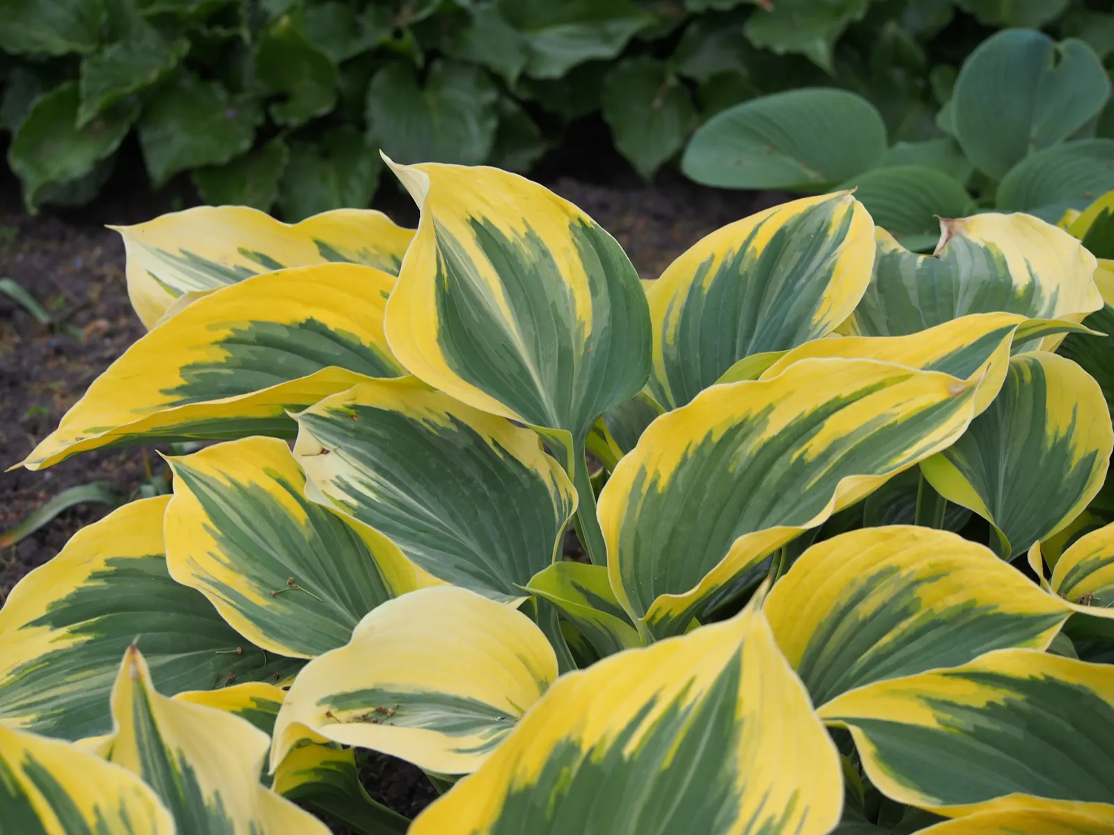 Giant 'Coast to Coast' Hosta (Hosta hybrid) — puckered gold leaves and pale violet midsummer flowers; creating a richly textured effect that, image 58