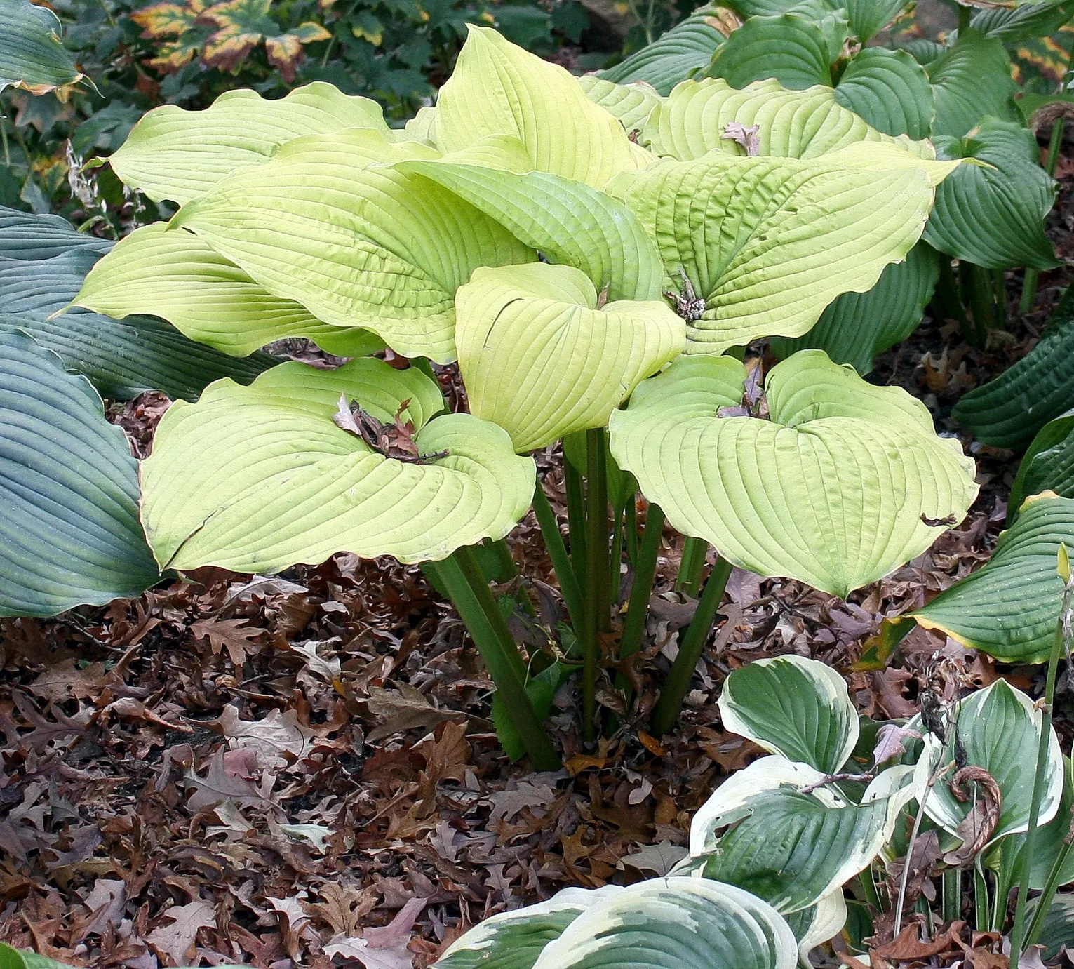 Giant 'Coast to Coast' Hosta (Hosta hybrid) — lavender and purple flowers in the garden; creating a richly textured effect that catches light beautifully in