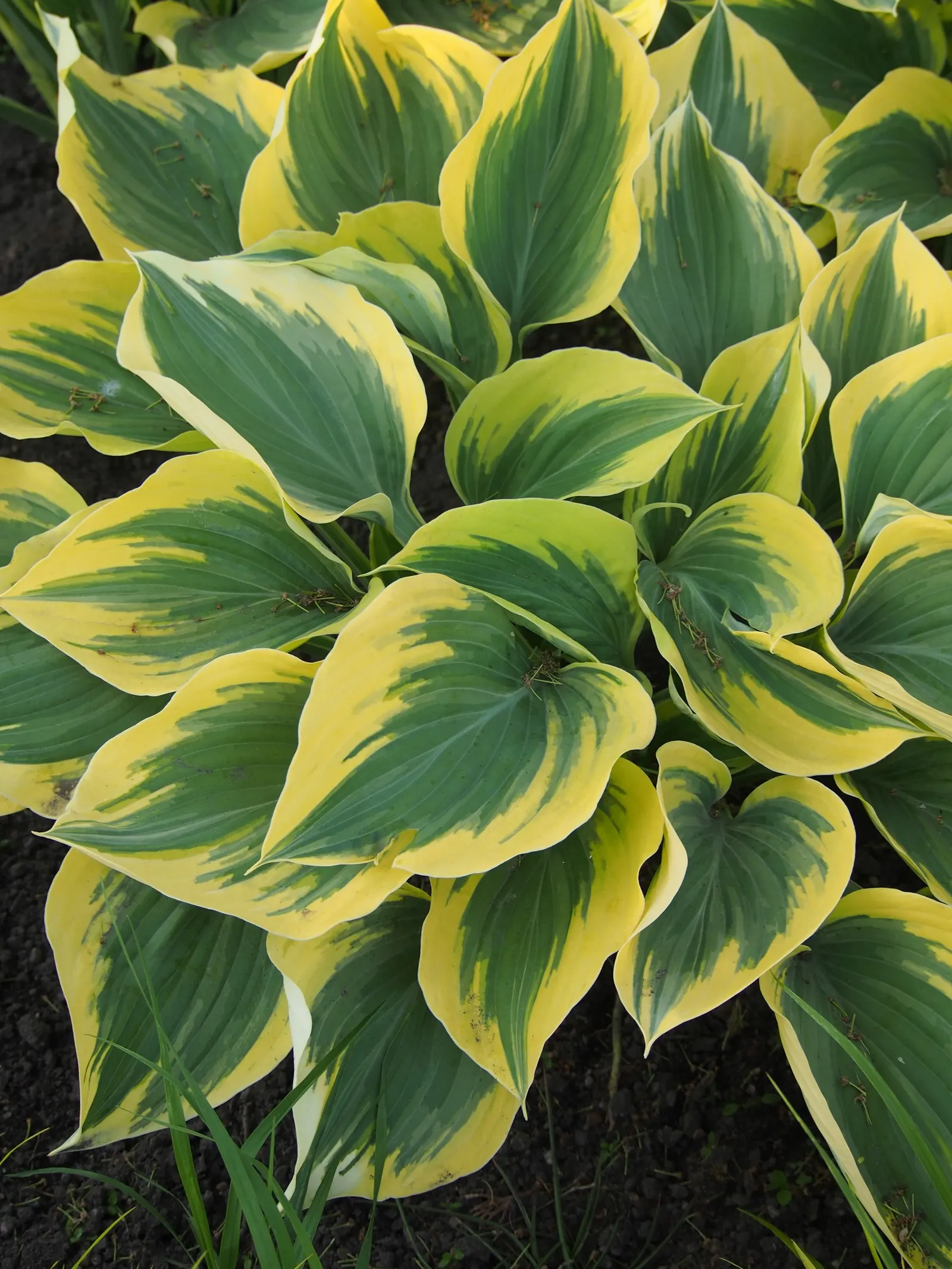 Giant 'Coast to Coast' Hosta (Hosta hybrid) — perennial with lavender and purple blooms; its scale makes it especially useful where a designer needs weight