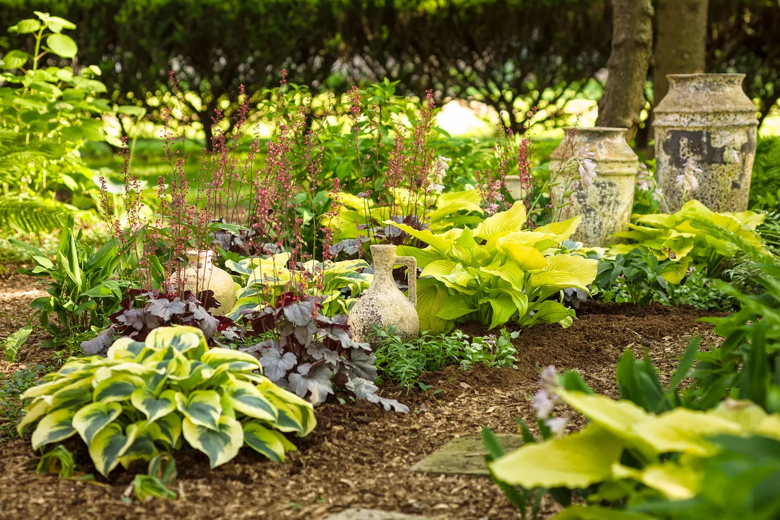 Giant 'Coast to Coast' Hosta (Hosta hybrid) — Pale violet flowers rise above the foliage in midsummer; creating a richly textured effect that catches light