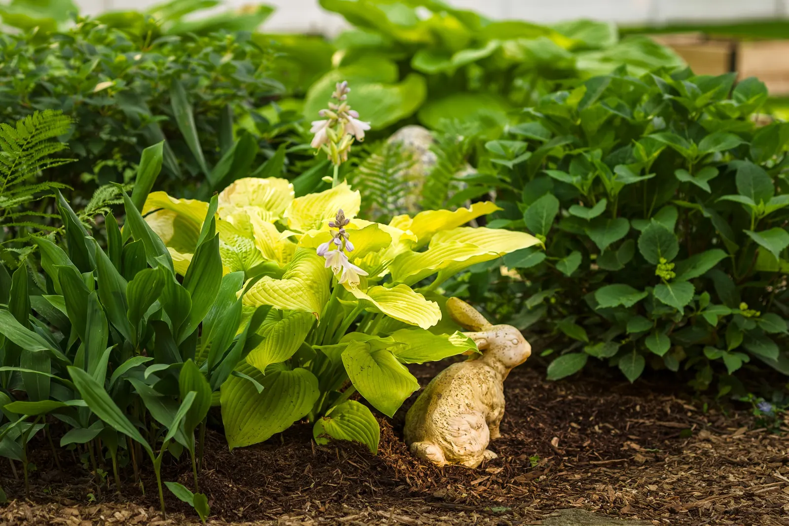 Giant 'Coast to Coast' Hosta (Hosta hybrid) — giving dark garden corners a vivid; making a bold focal point in shaded beds or large containers
