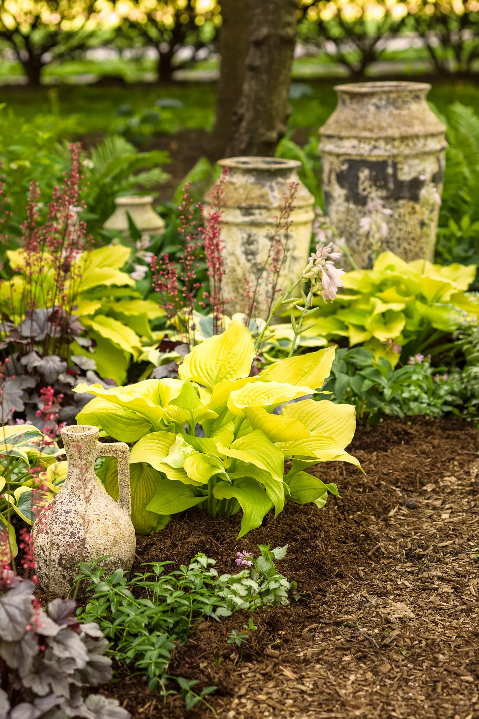 'Silver Gumdrop' Coral Bells (Heuchera hybrid) — A polished choice for borders, edging, and containers