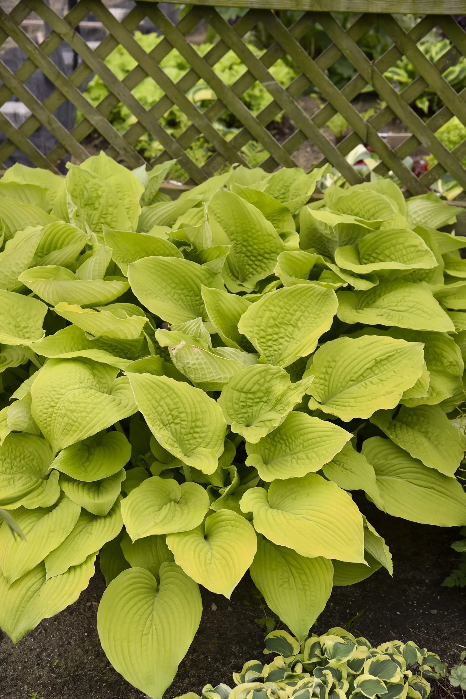 Giant 'Coast to Coast' Hosta (Hosta hybrid) — softening edges while lending robust color and texture throughout the growing season; making a bold focal point