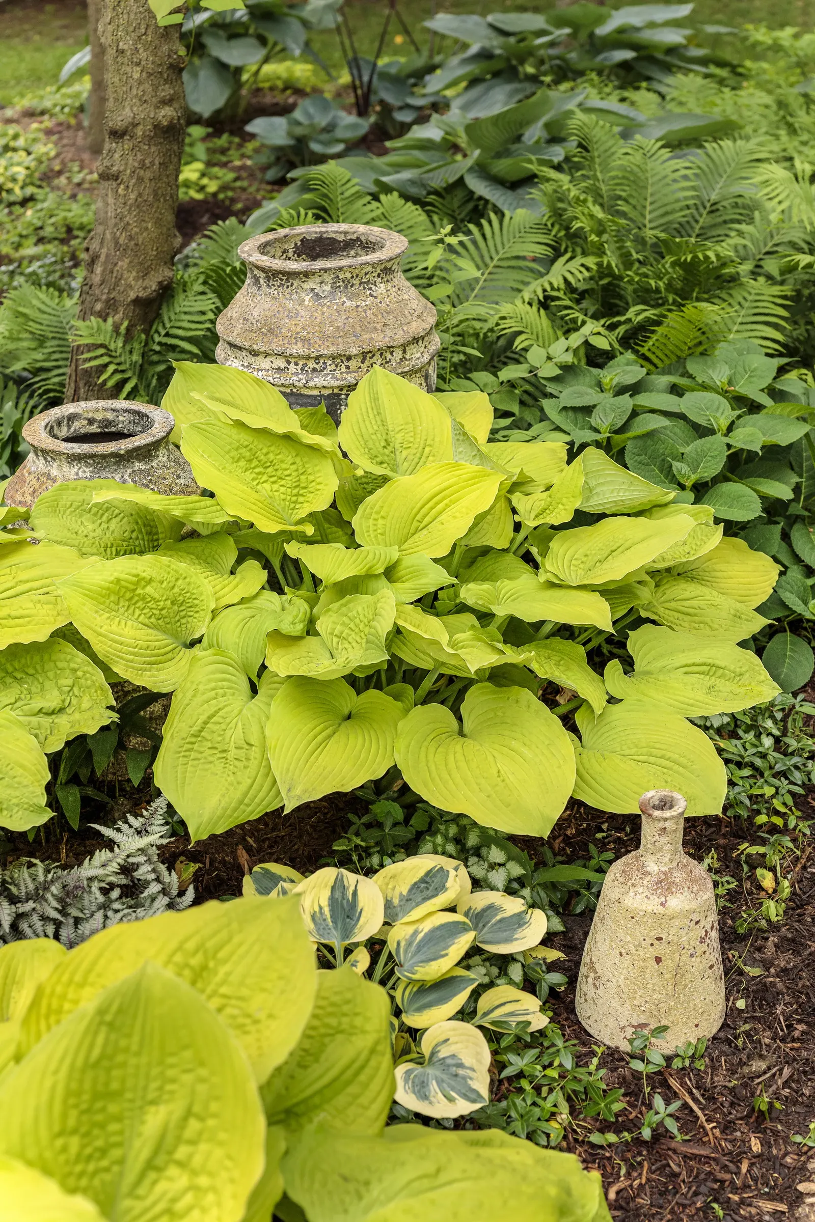 Giant 'Coast to Coast' Hosta (Hosta hybrid) — it is well-suited to a broad range of climates; softening edges while lending robust color and texture throughout