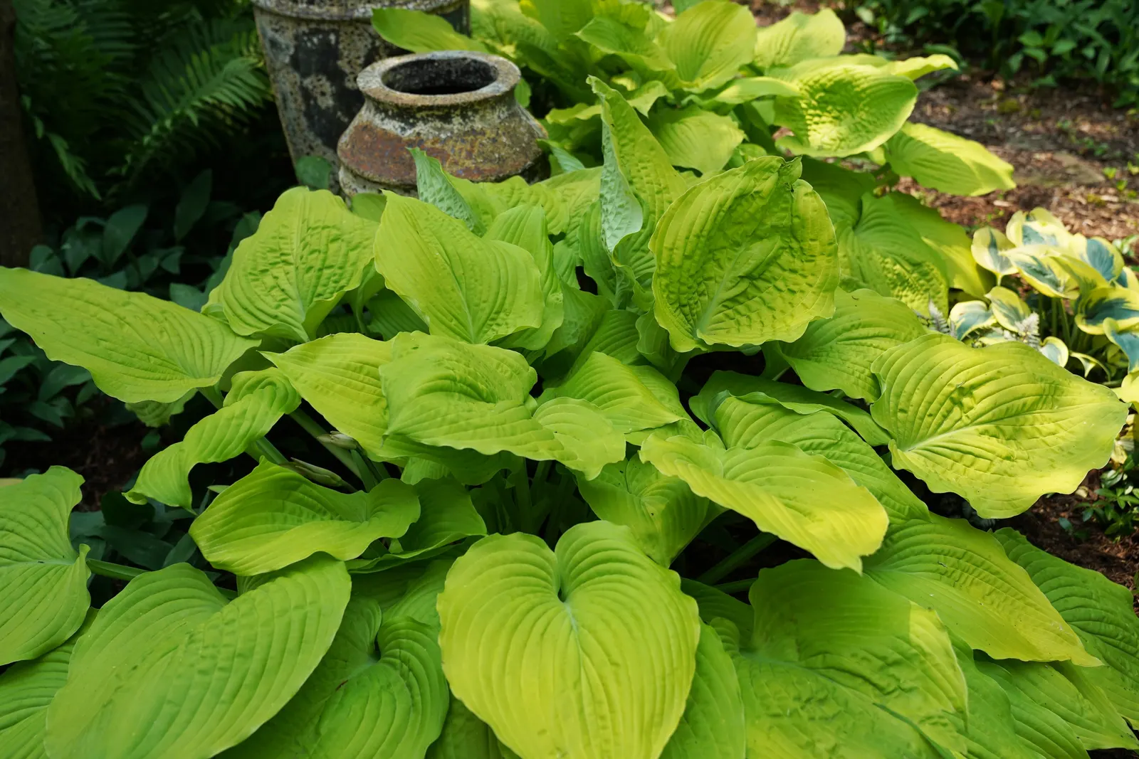 Giant 'Coast to Coast' Hosta (Hosta hybrid) — creating a richly textured effect that catches light beautifully in shaded compositions; its scale makes it