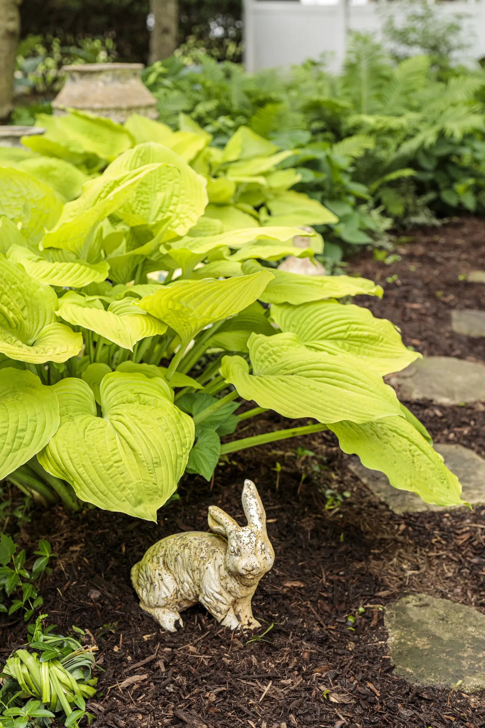 Giant 'Coast to Coast' Hosta (Hosta hybrid) — this is a large and architectural hosta; softening edges while lending robust color and texture throughout the