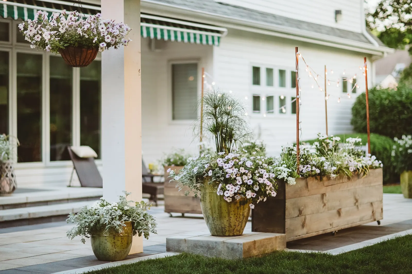 Daisy May® Shasta Daisy (Leucanthemum superbum) — Its compact height makes it especially effective toward the front or middle of a perennial border
