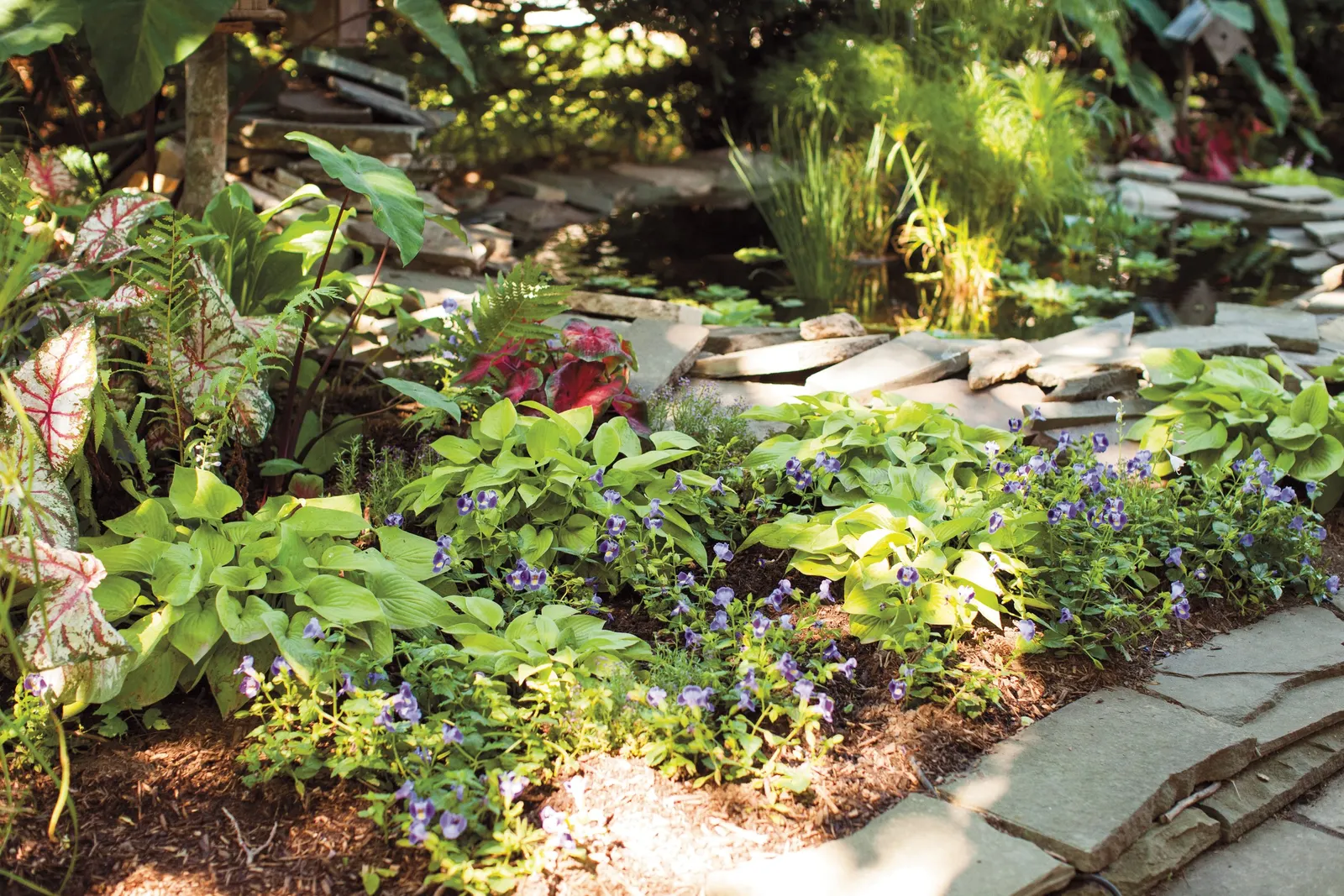 Flatter Me Sun or Shade Caladium (Caladium hortulanum) — Part of the Proven Winners® Heart to Heart® collection