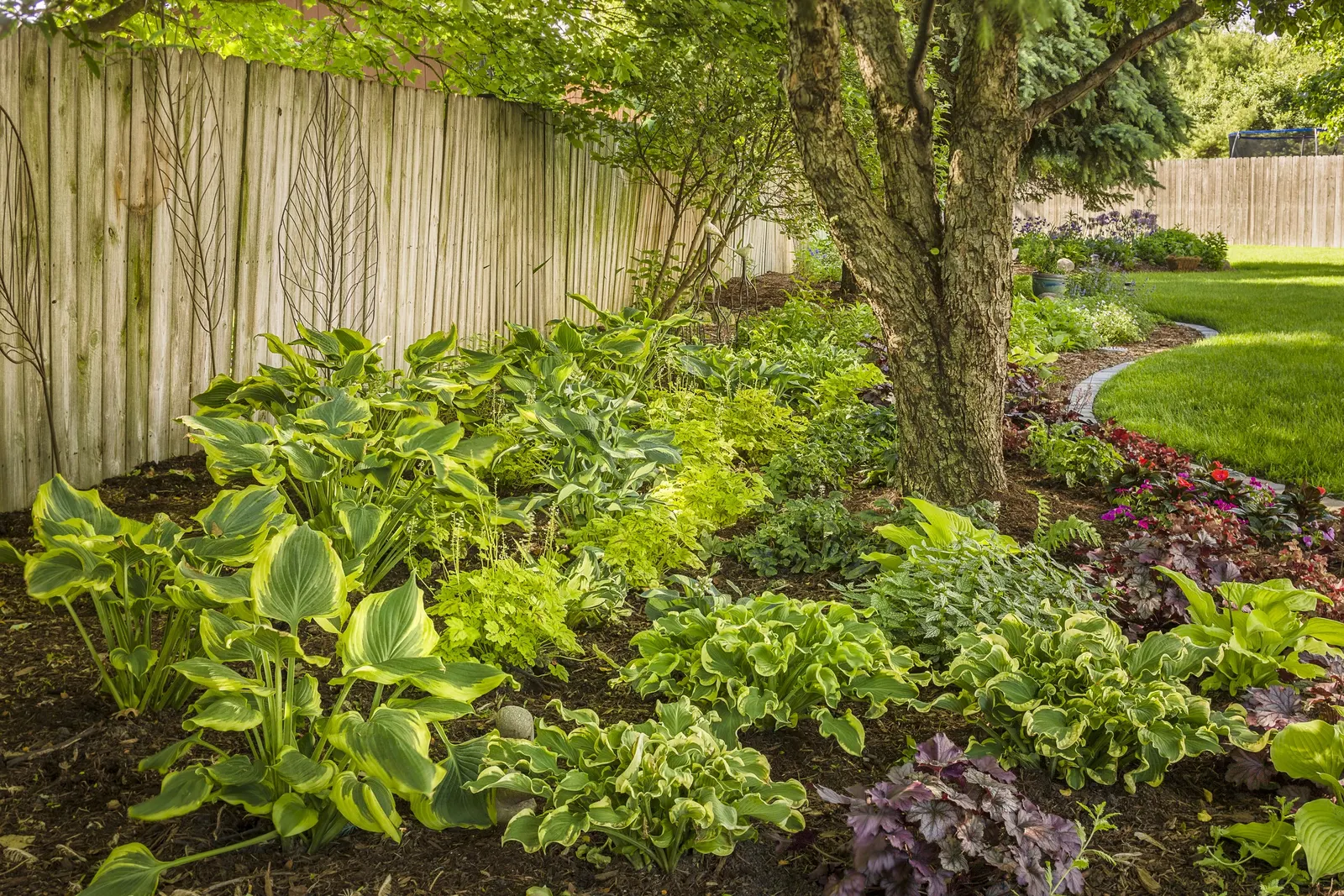 'Wheee!' Hosta (Hosta hybrid) — organically enriched soil and partial to full shade