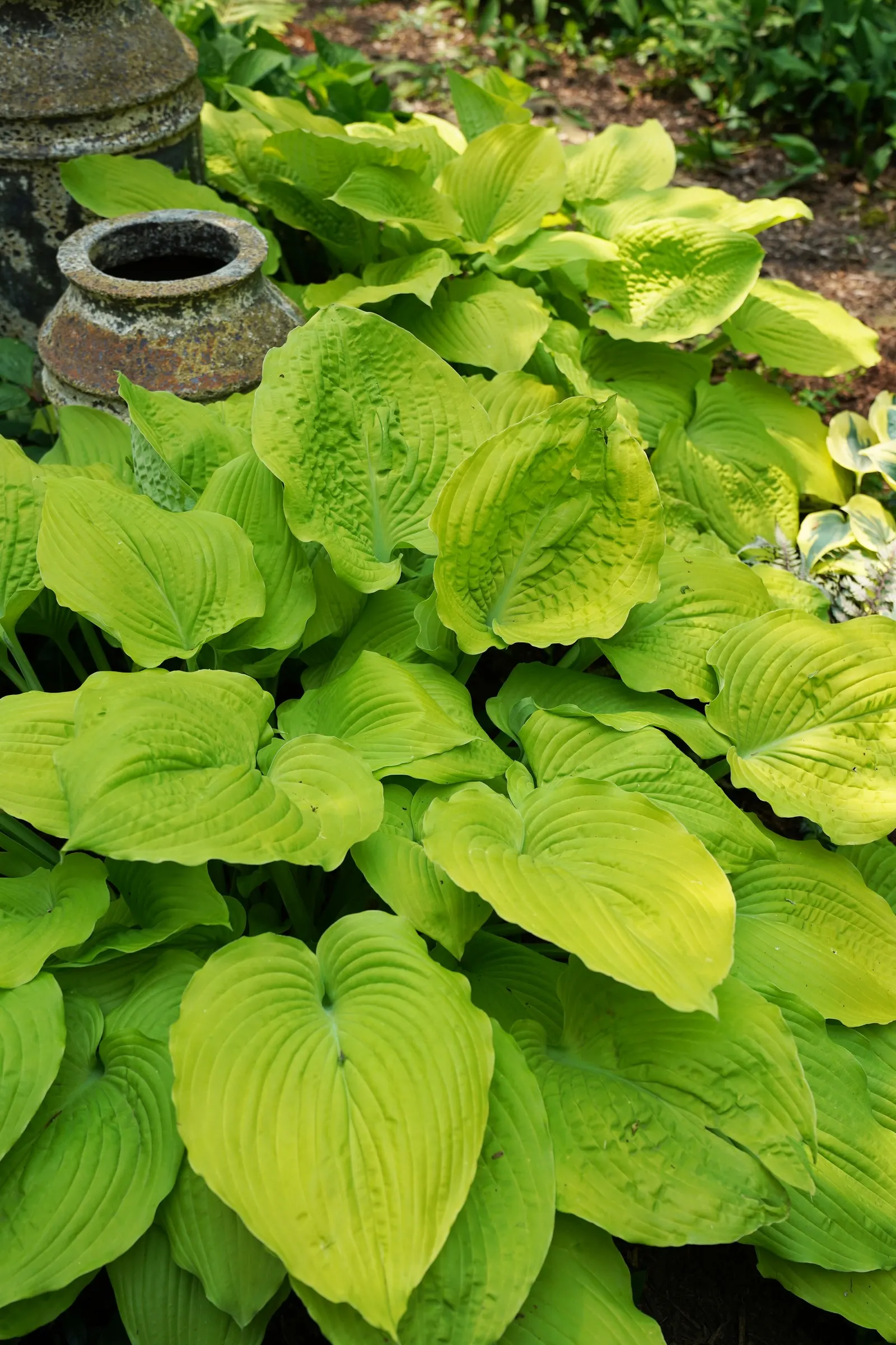 Giant 'Coast to Coast' Hosta (Hosta hybrid) — the gold tones often brighten toward chartreuse; softening edges while lending robust color and texture