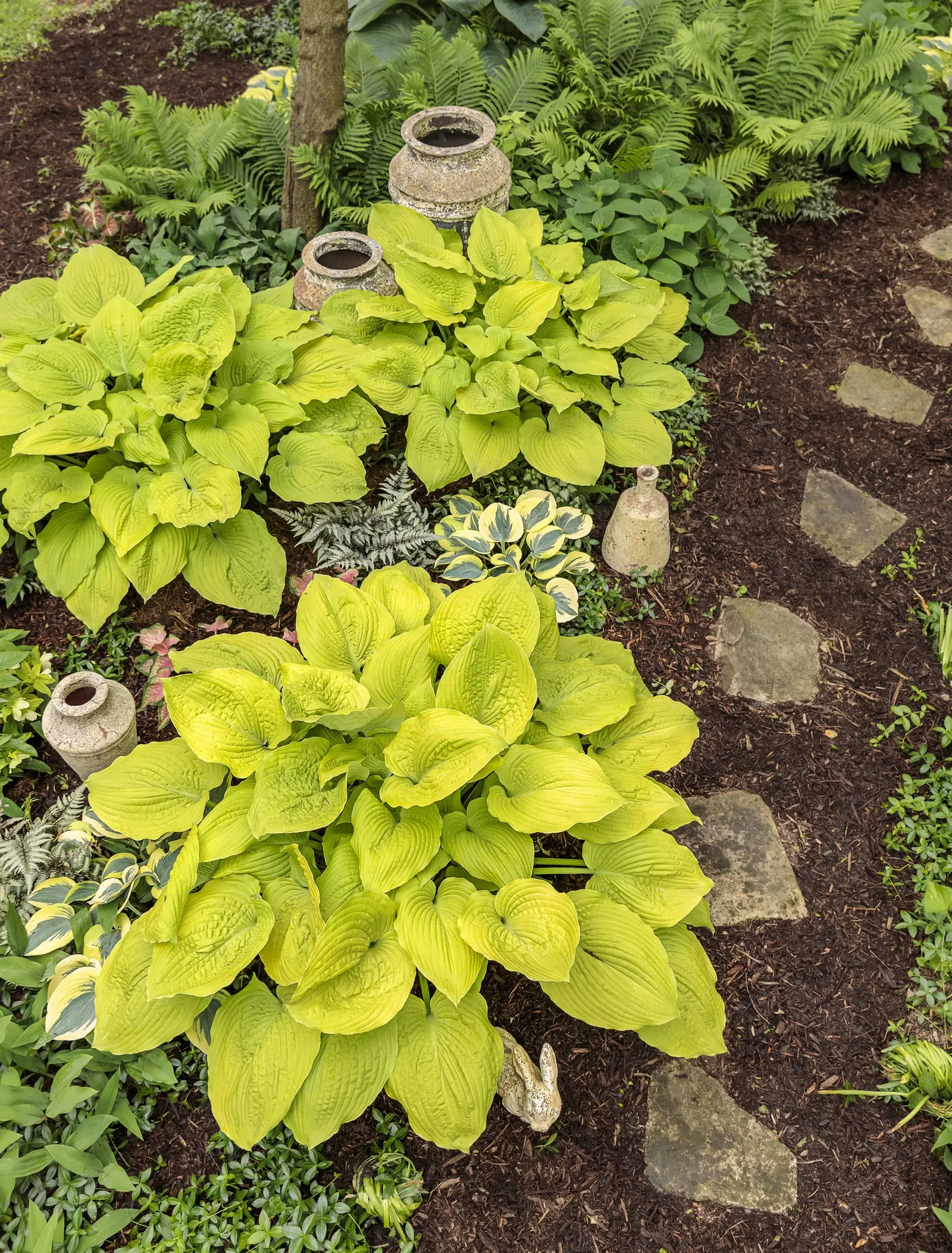 Giant 'Coast to Coast' Hosta (Hosta hybrid) — Gardeners often note how effectively it brings a bright pop to shaded beds; making a bold focal point in shaded