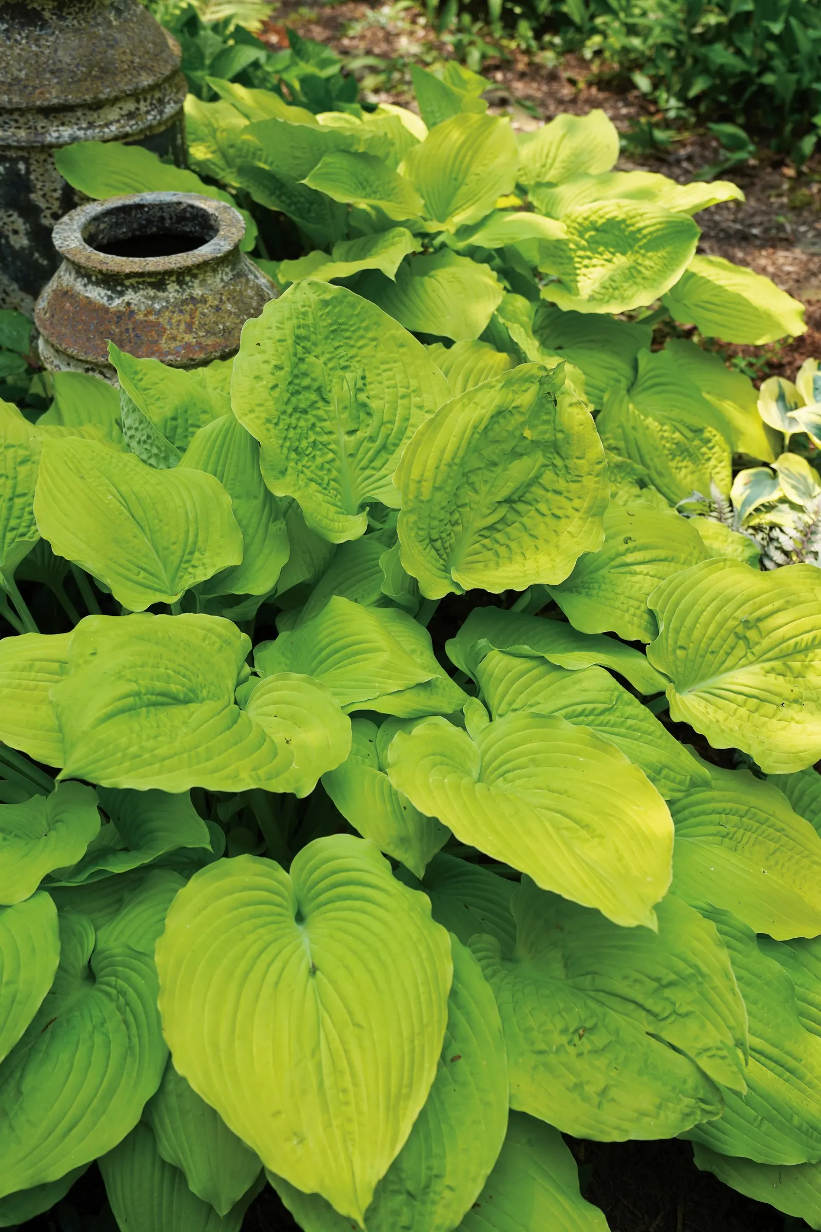 Giant 'Coast to Coast' Hosta (Hosta hybrid) — maturing to about 30 inches tall and spreading up to 36 inches wide; making a bold focal point in shaded beds or
