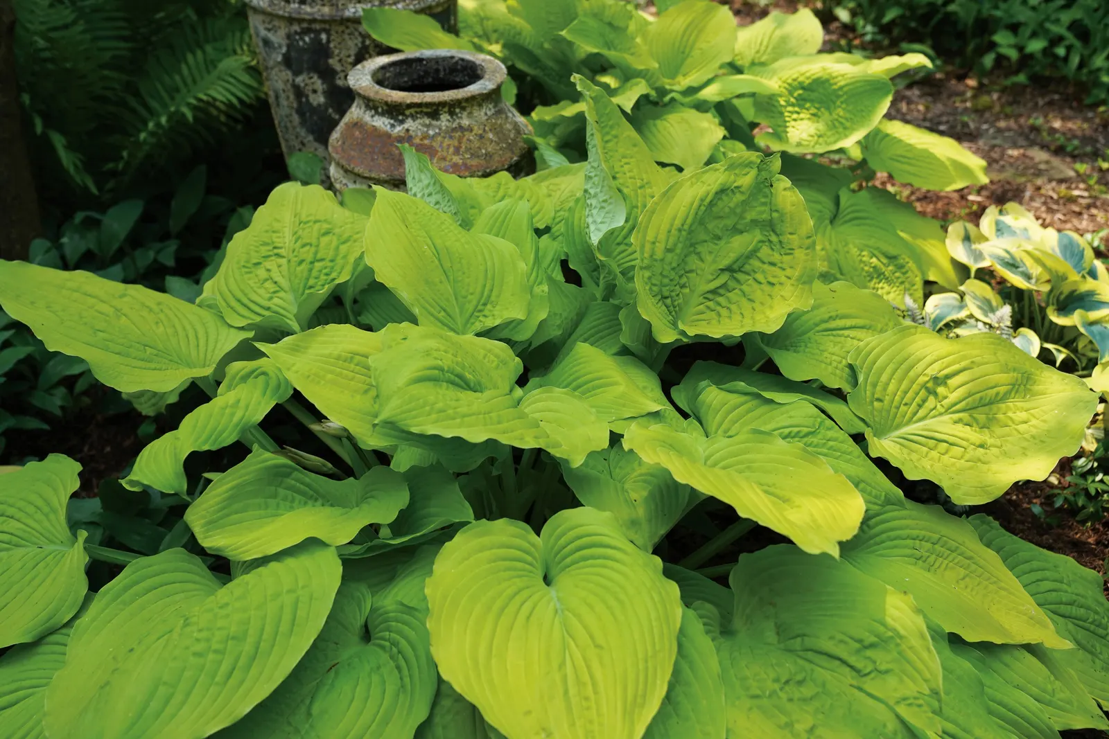 Giant 'Coast to Coast' Hosta (Hosta hybrid) — perennial with lavender and purple blooms