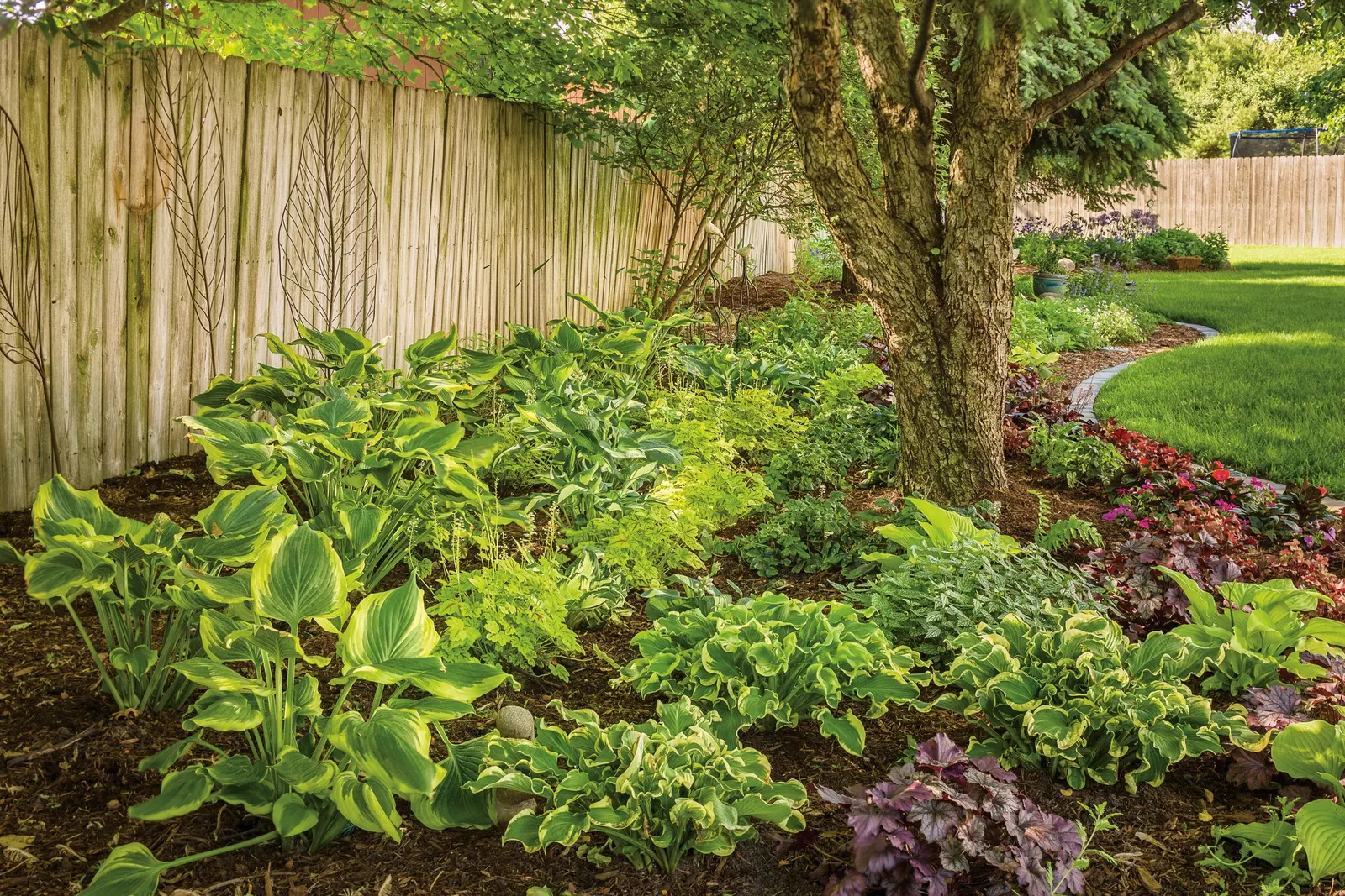 'Wheee!' Hosta (Hosta hybrid) — making them more slug resistant; this delightfully fun, extremely ruffled hosta makes a distinctive specimen in, image 25