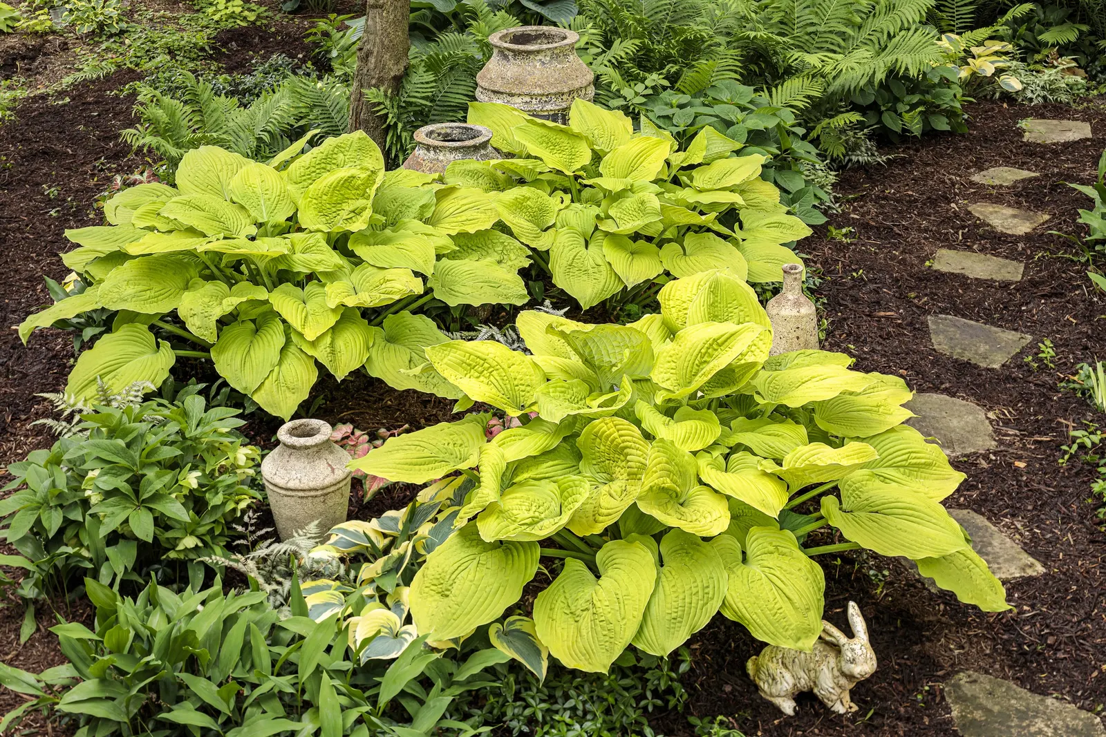 Giant 'Coast to Coast' Hosta (Hosta hybrid) — is a bold perennial from the Proven Winners® collection; softening edges while lending robust color and texture