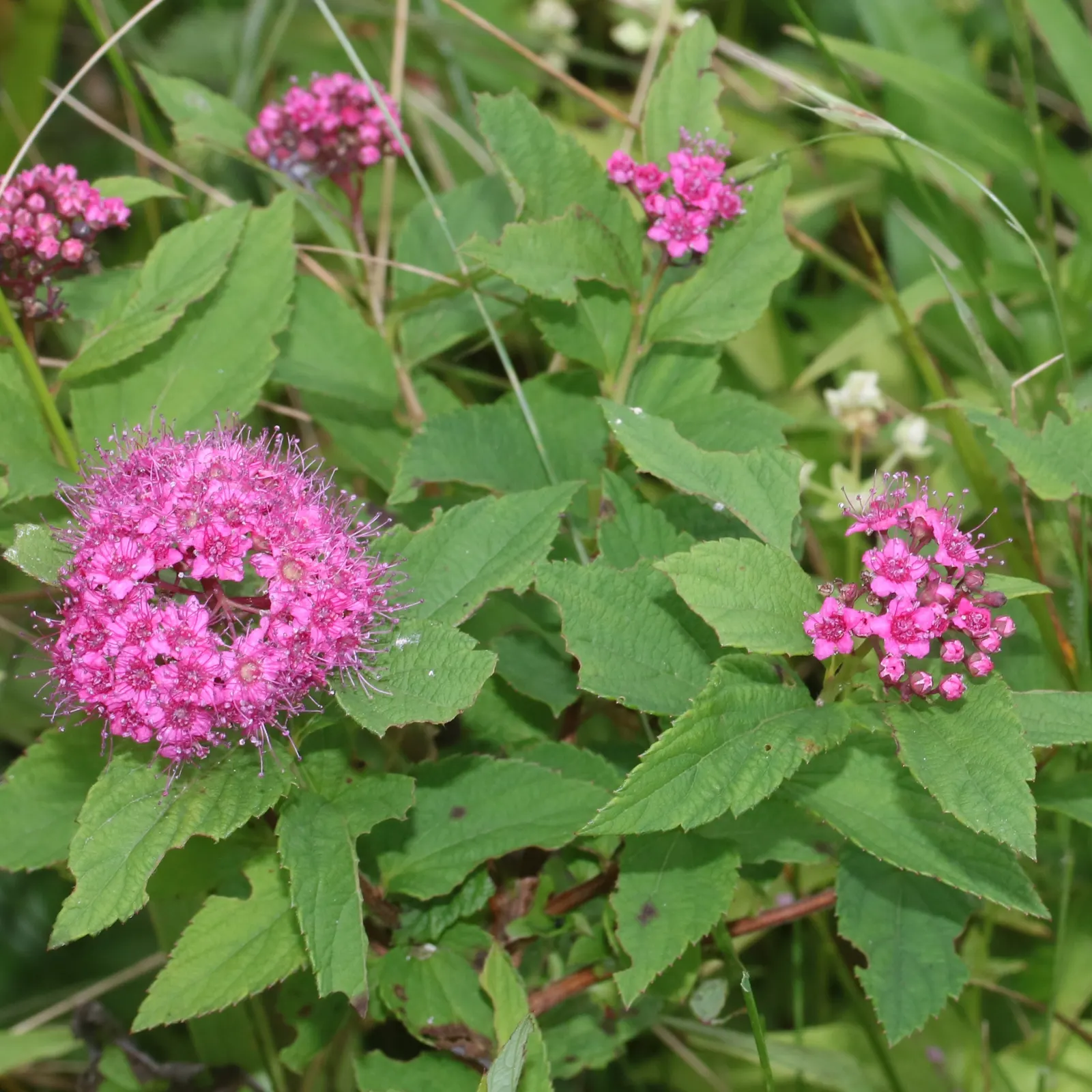 Pink Spirea (Spiraea Japonica) — It thrives in well-draining soil and requires moderate moisture