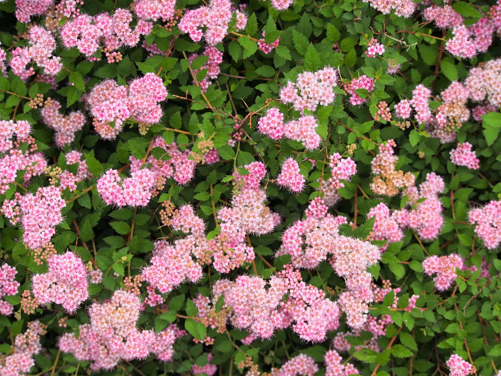 Pink Spirea (Spiraea Japonica) — consider its continuous seasonal interest and ease of care