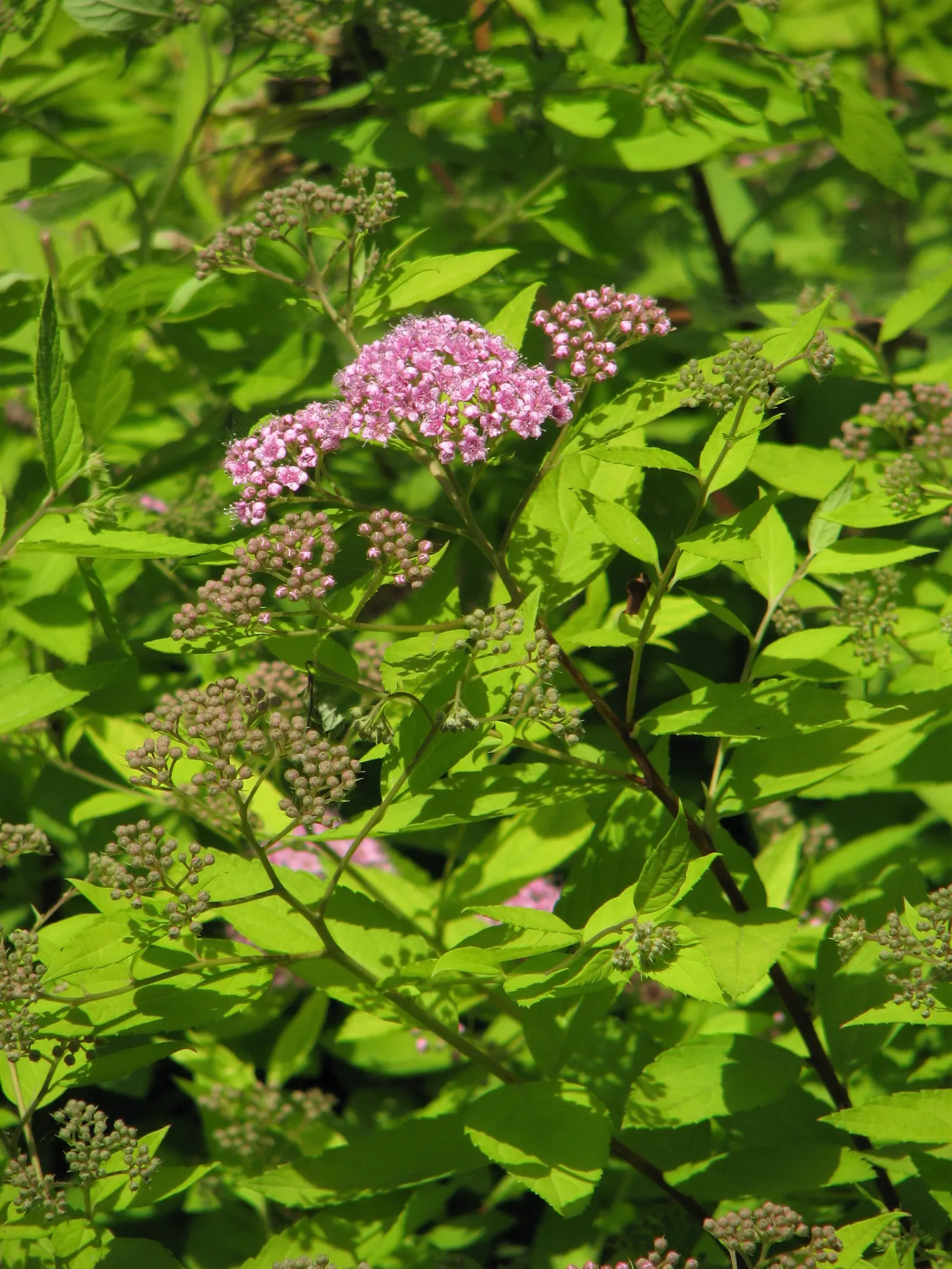 Pink Spirea (Spiraea Japonica) — approximately 1 to 3 inches long; this low-maintenance shrub offers a splash of color and attracts pollinators while resisting