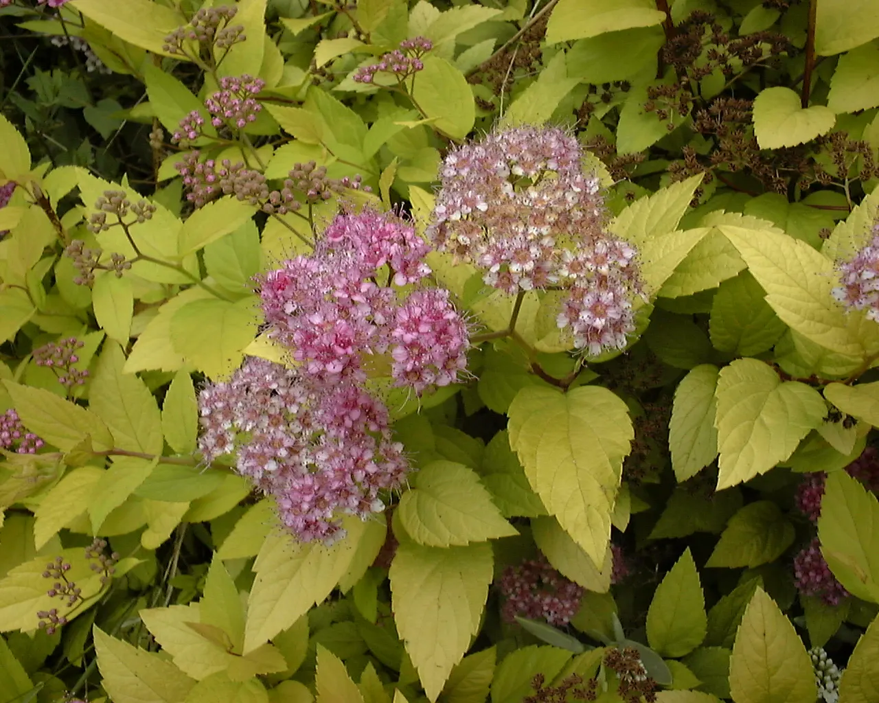 Pink Spirea (Spiraea Japonica) — shrub for full or half