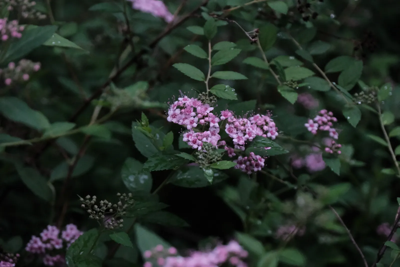 Pink Spirea (Spiraea Japonica) — Its foliage emerges with a bronzy hue in spring; transitioning to a bright, image 66