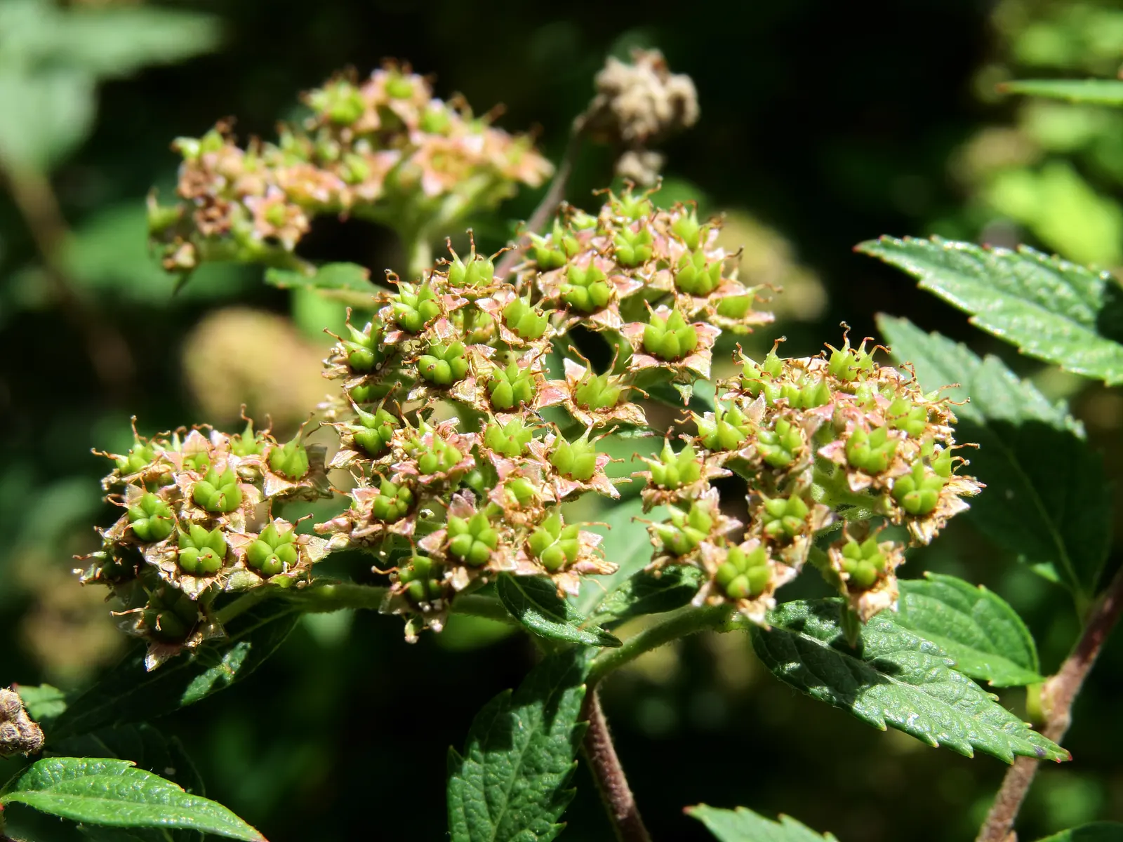 Pink Spirea (Spiraea Japonica) — These blossoms attract pollinators such as butterflies; though it can tolerate partial shade, image 71