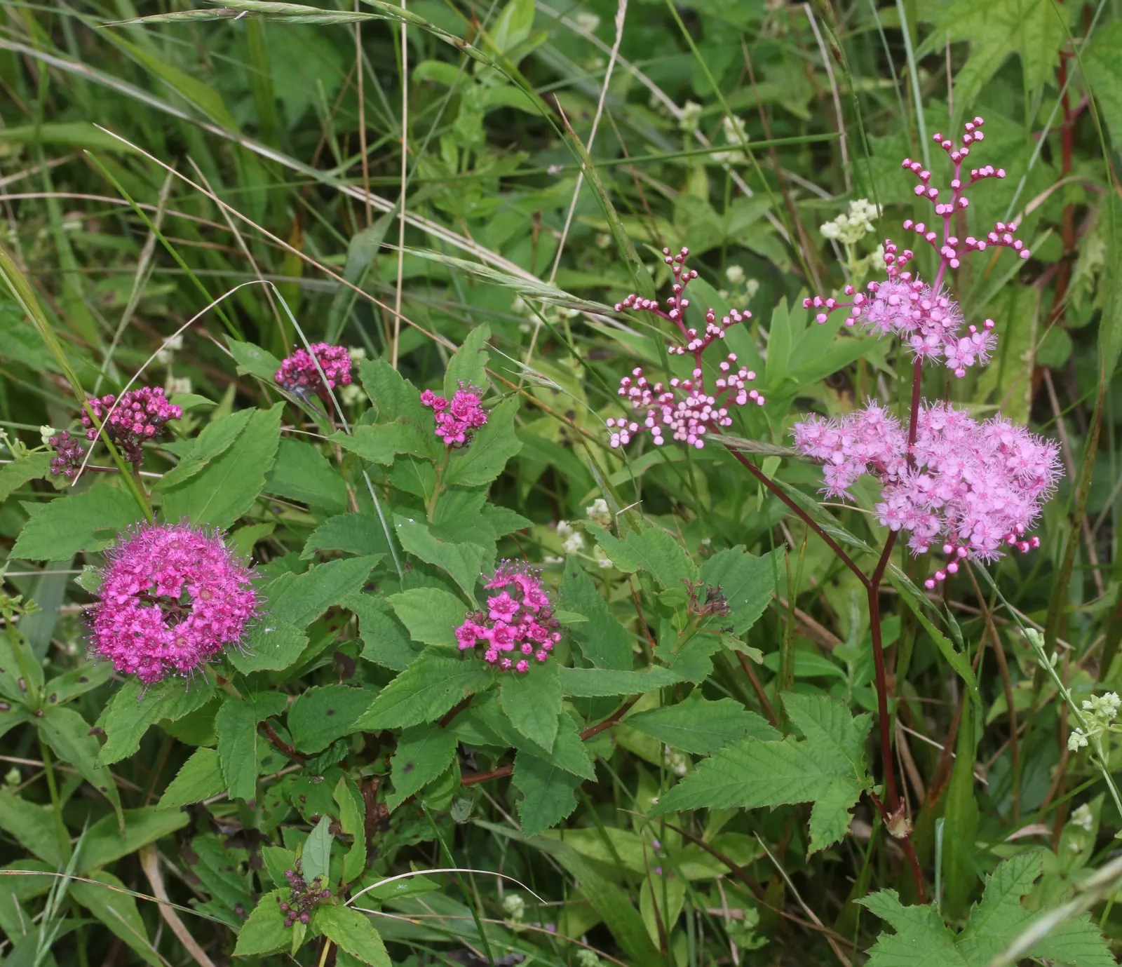 Pink Spirea (Spiraea Japonica) — this low-maintenance shrub offers a splash of color and attracts pollinators while resisting deer; ensuring a, image 60