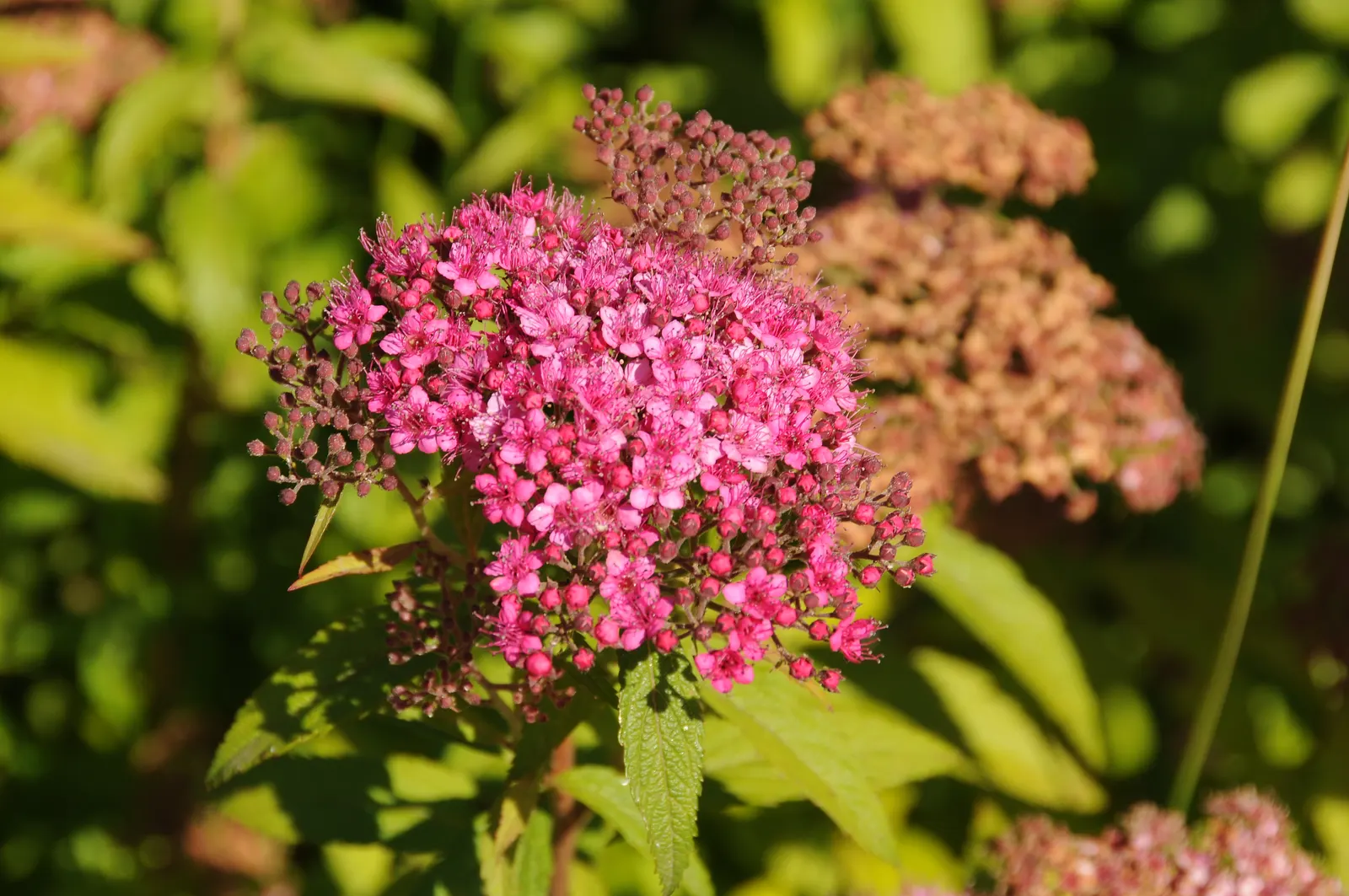 Pink Spirea (Spiraea Japonica) — or as a standout specimen in garden beds