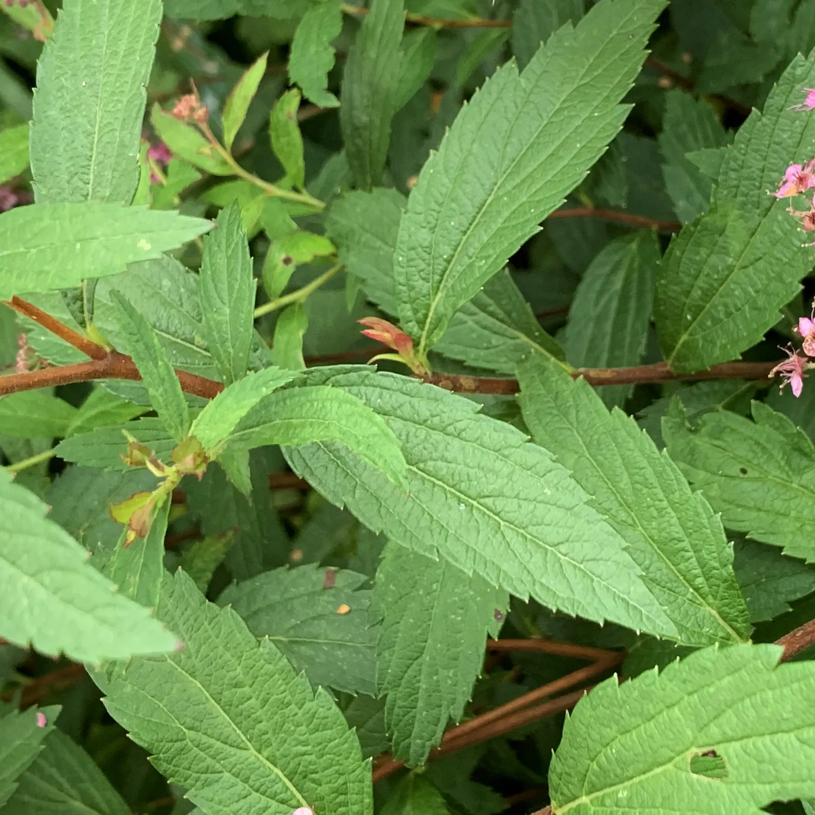 Pink Spirea (Spiraea Japonica) — shrub for full or half; ensuring a delightful contribution to the client's outdoor space