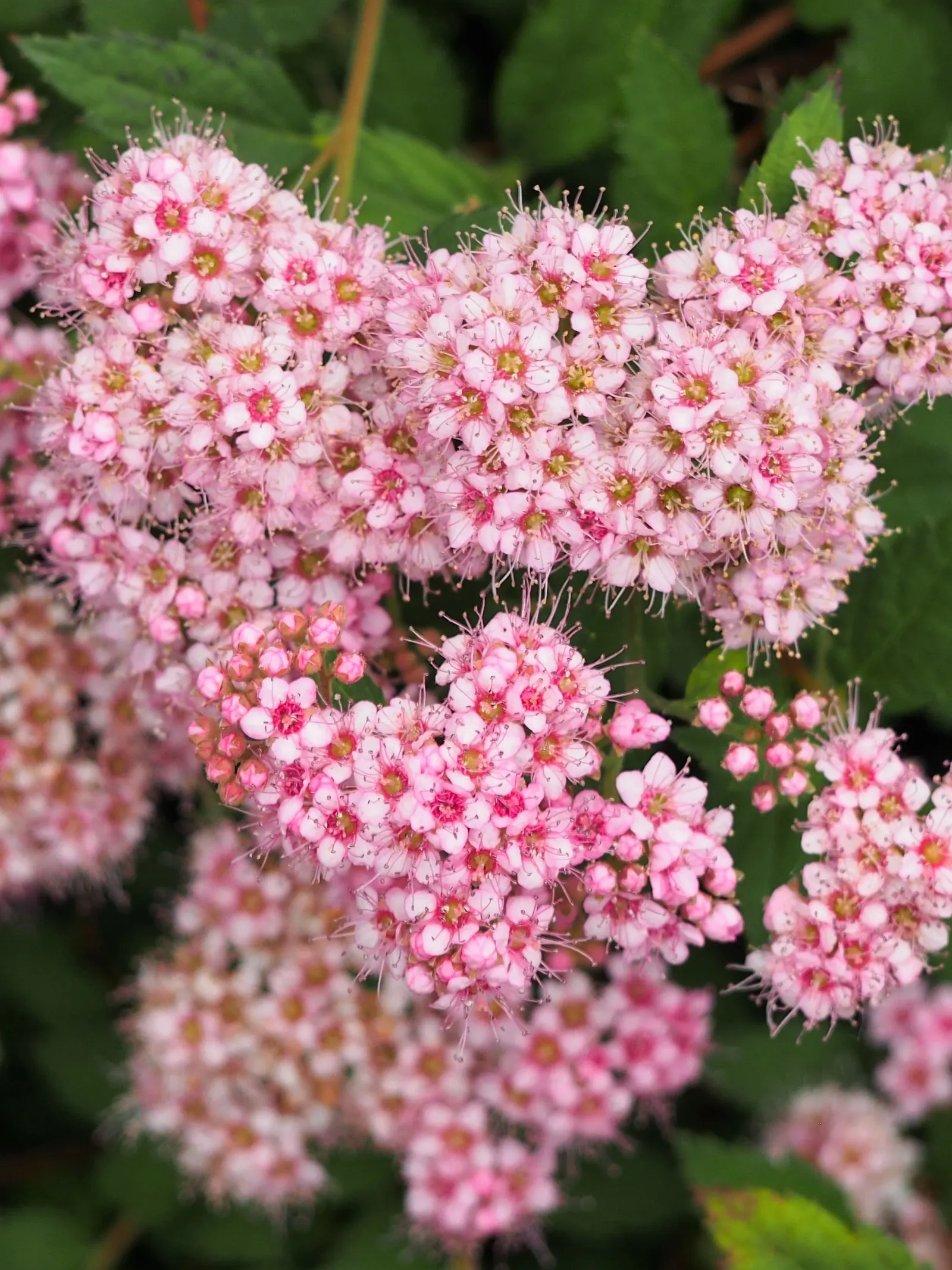 Pink Spirea (Spiraea Japonica) — Typically reaching 4 to 6 feet in height and spread; this low-maintenance shrub offers a splash of color and, image 57