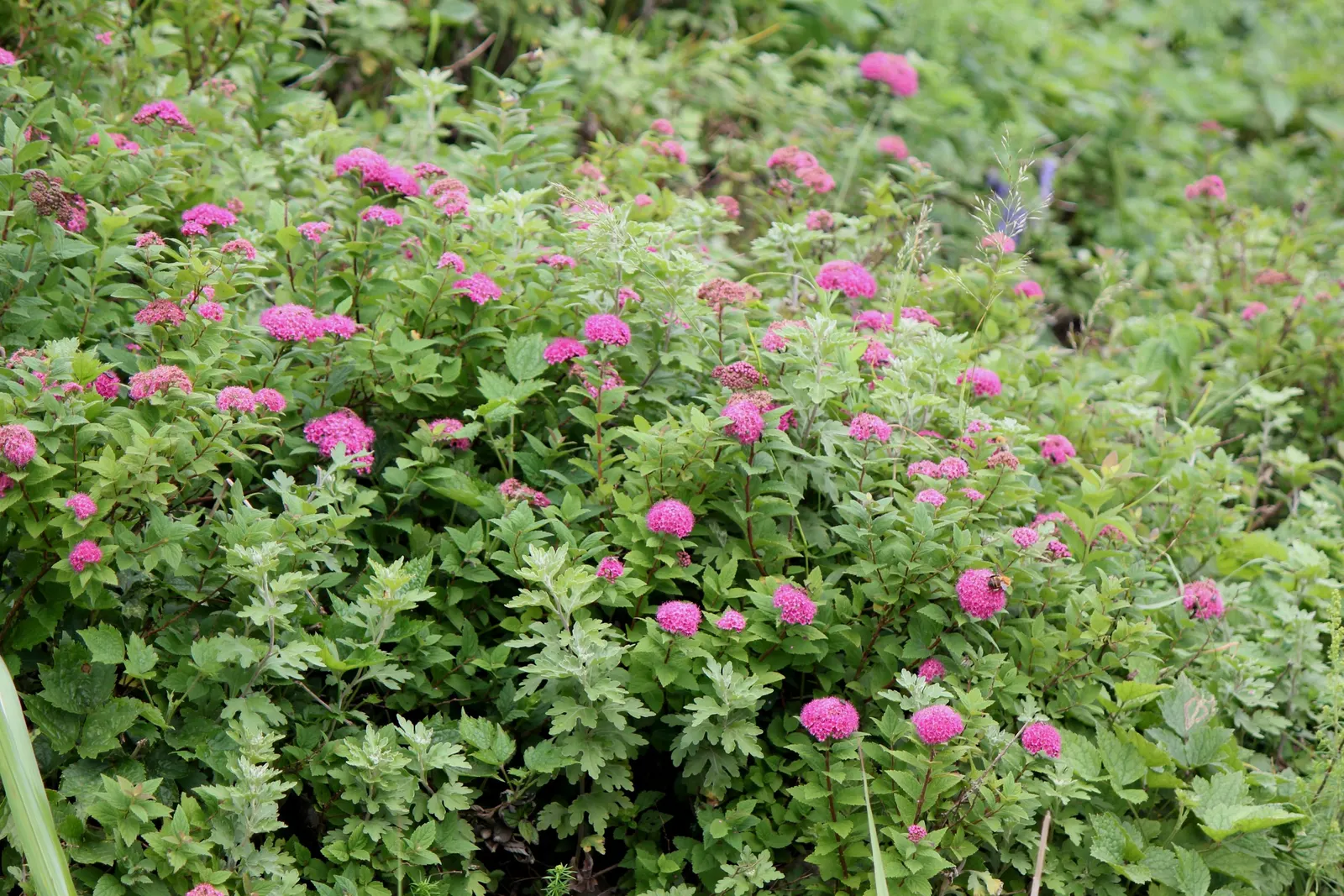 Pink Spirea (Spiraea Japonica) — Originating from Japan and China; transitioning to a bright, image 90