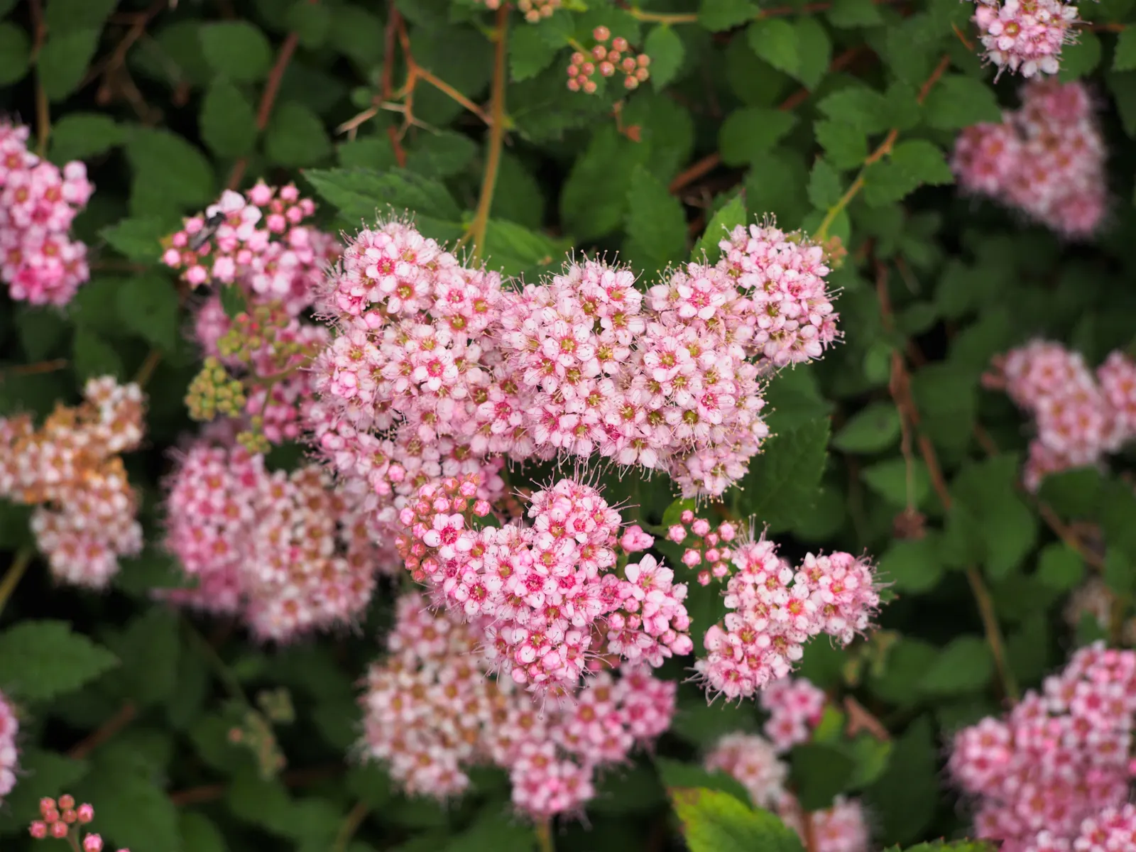Pink Spirea (Spiraea Japonica) — though it can tolerate partial shade