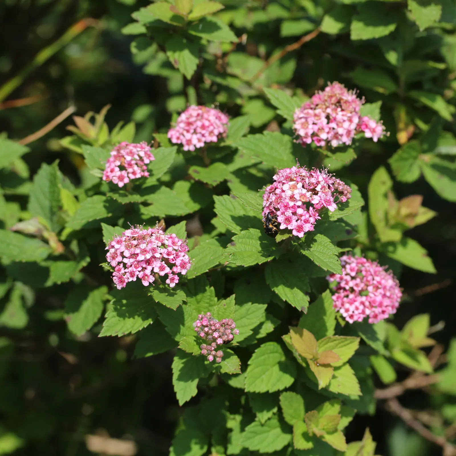 Pink Spirea (Spiraea Japonica) — though it can tolerate partial shade; transitioning to a bright, image 74