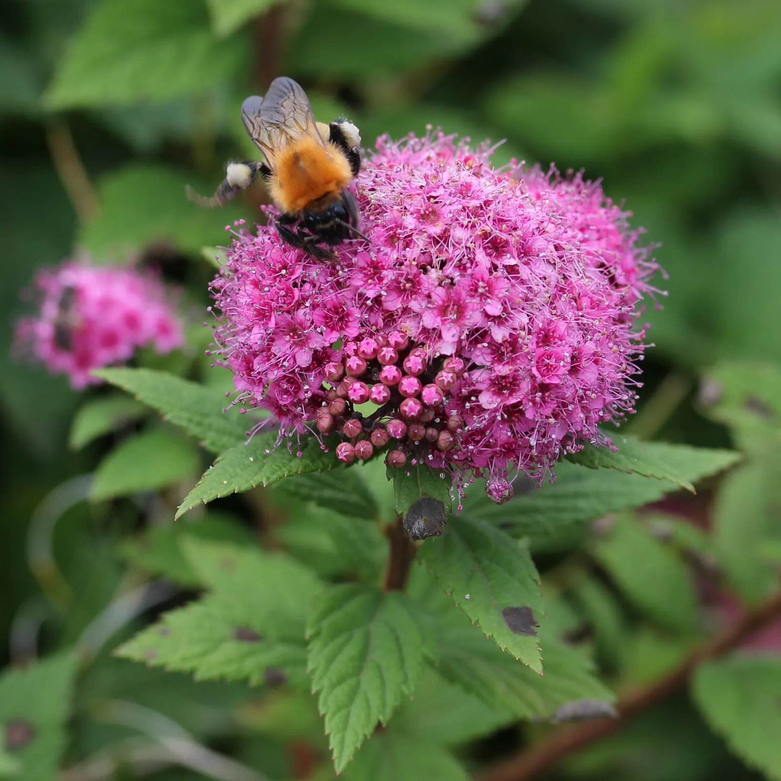 Pink Spirea (Spiraea Japonica) — transitioning to a bright; though it can tolerate partial shade, image 67