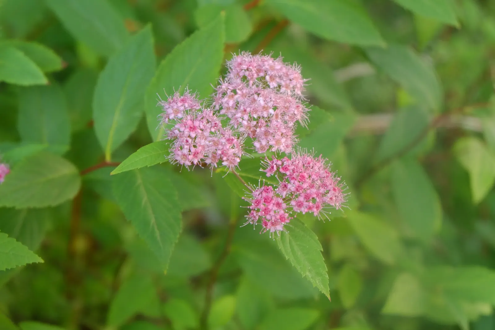 Pink Spirea (Spiraea Japonica) — shrub with pink blooms; though it can tolerate partial shade, image 83