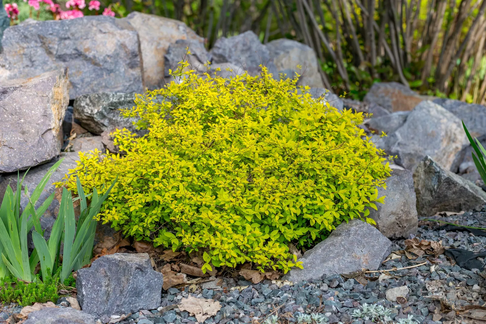 Pink Spirea (Spiraea Japonica) — scientifically known as Spiraea japonica; this low-maintenance shrub offers a splash of color and attracts, image 61
