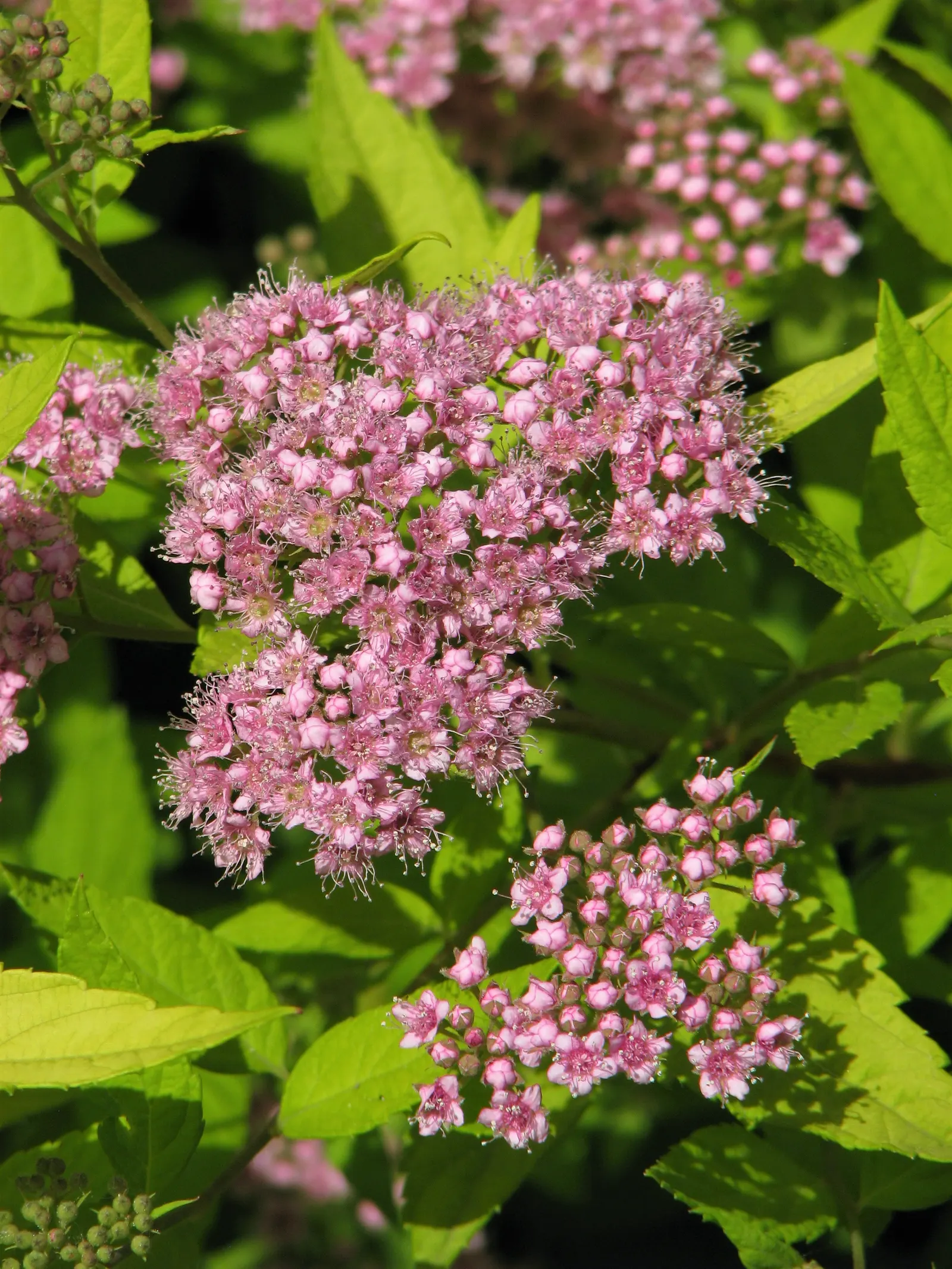 Pink Spirea (Spiraea Japonica) — transitioning to a bright; though it can tolerate partial shade