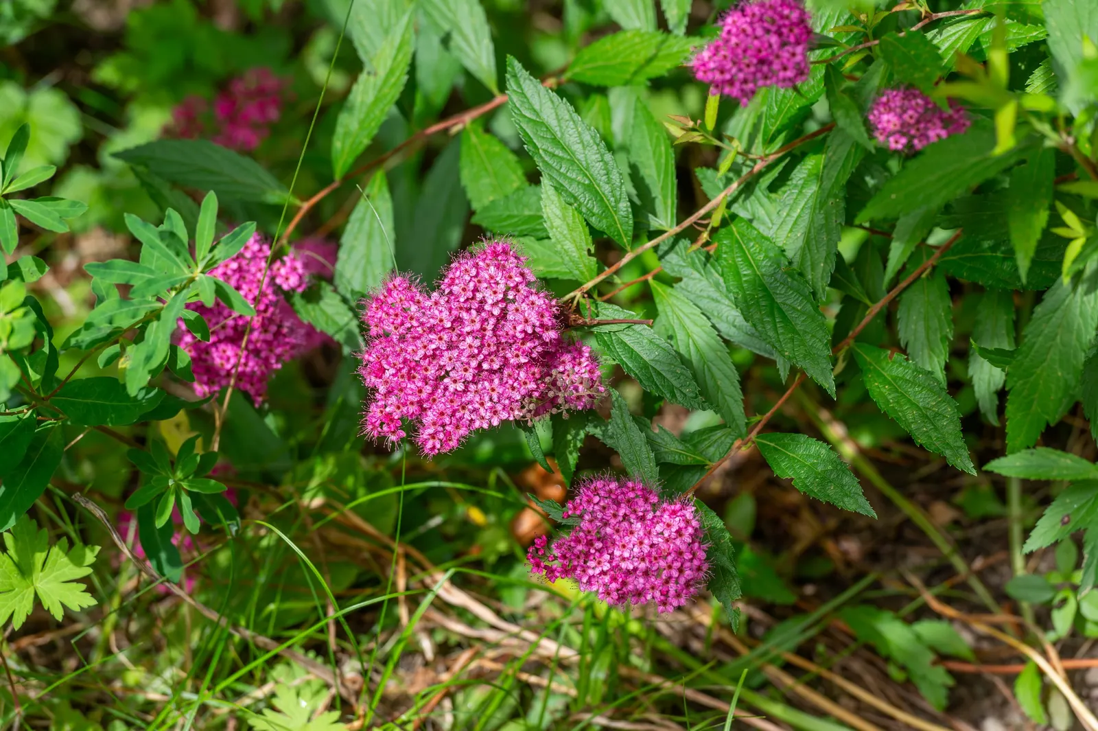 Pink Spirea (Spiraea Japonica) — ensuring a delightful contribution to the client's outdoor space; this low-maintenance shrub offers a splash of color and