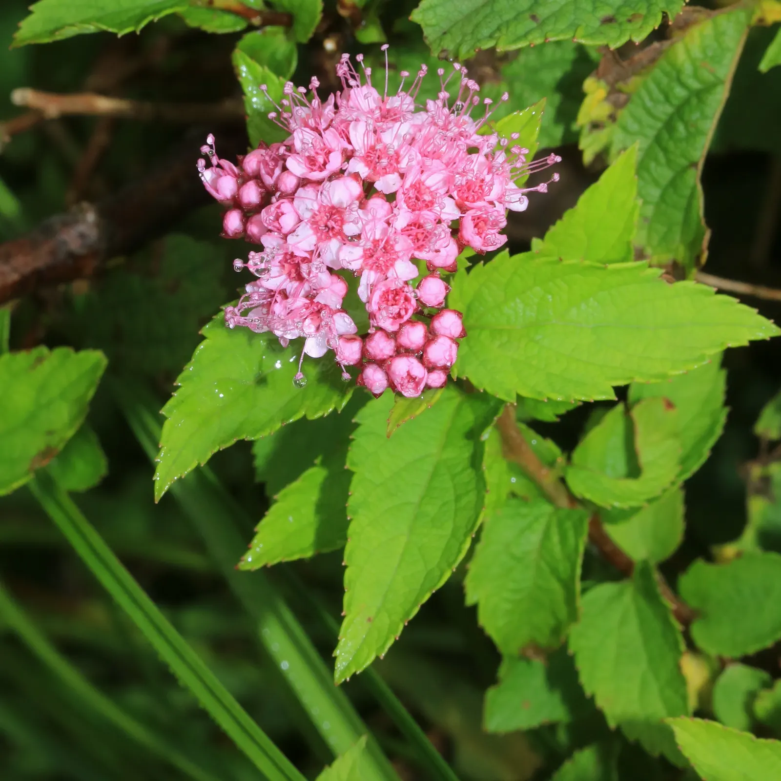 Pink Spirea (Spiraea Japonica) — ensuring a delightful contribution to the client's outdoor space