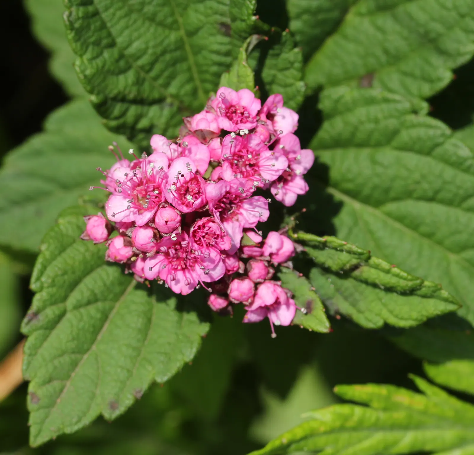 Pink Spirea (Spiraea Japonica) — Annual pruning will maintain a neat appearance and encourage prolific flowering; transitioning to a bright