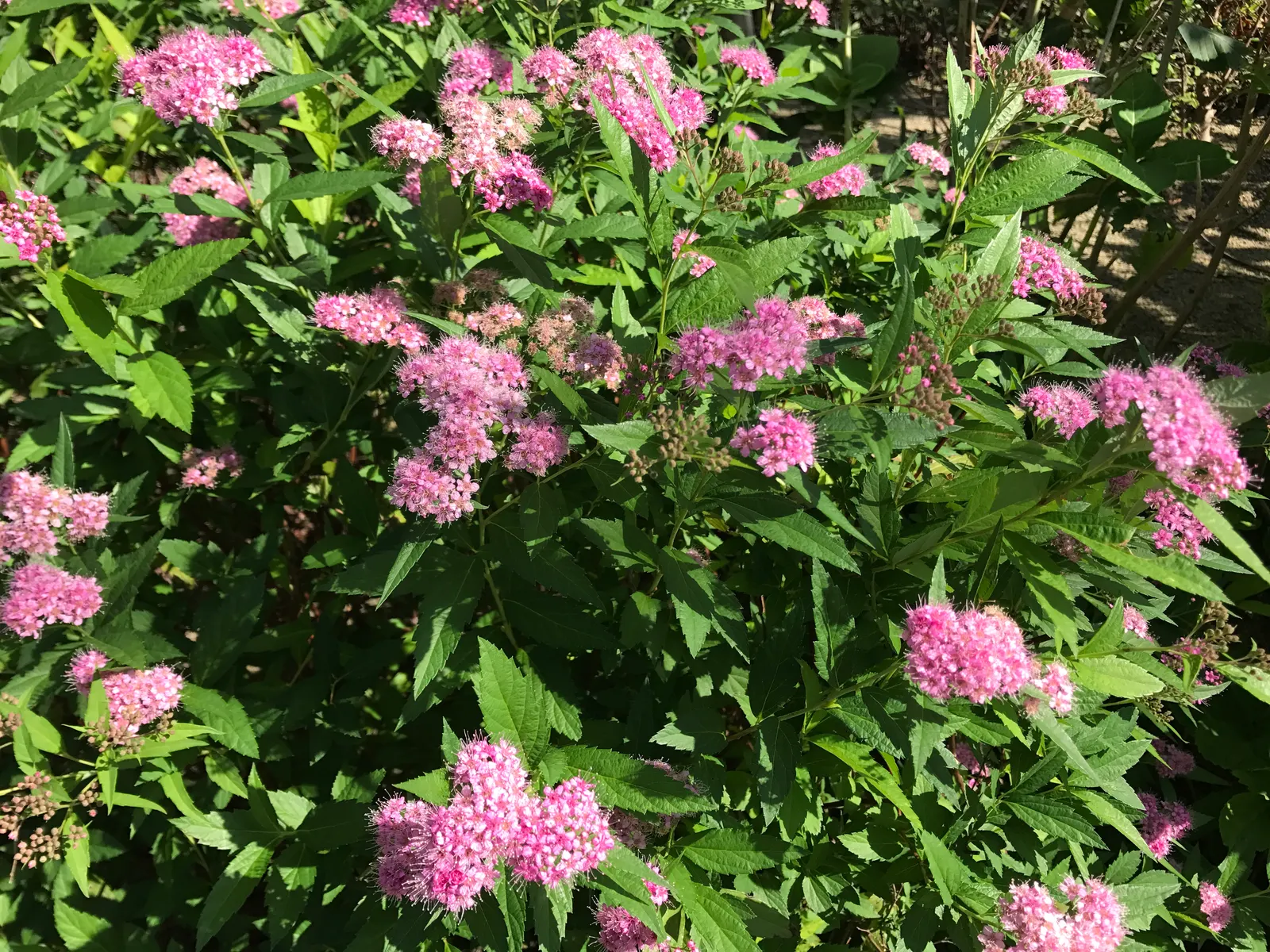 Pink Spirea (Spiraea Japonica) — shrub with pink blooms; though it can tolerate partial shade
