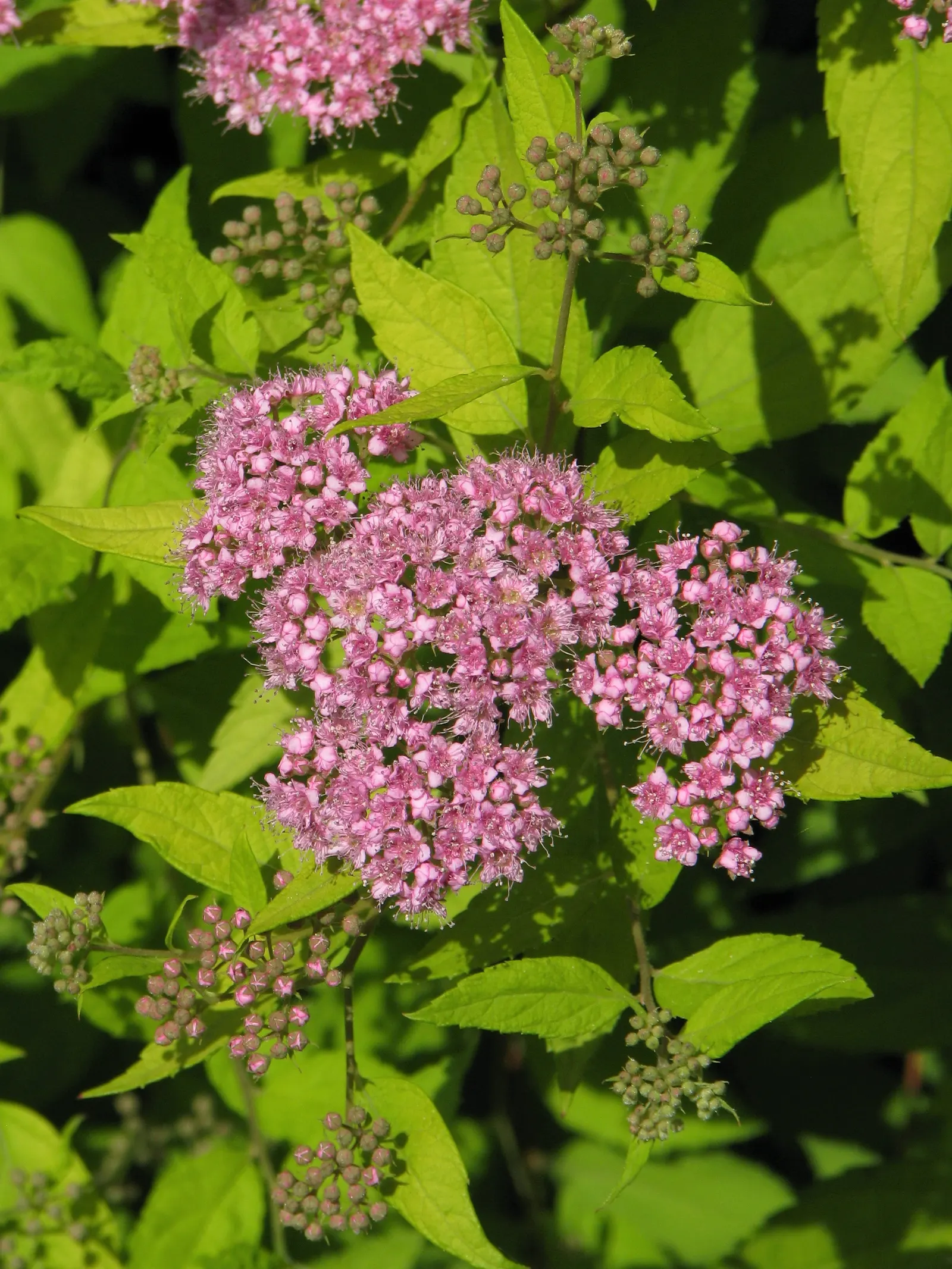 Pink Spirea (Spiraea Japonica) — shrub with pink blooms