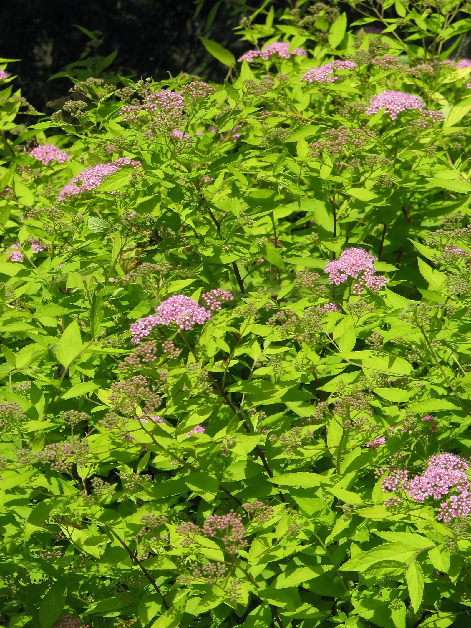 Pink Spirea (Spiraea Japonica) — Ideal for borders and foundation plantings; though it can tolerate partial shade, image 59